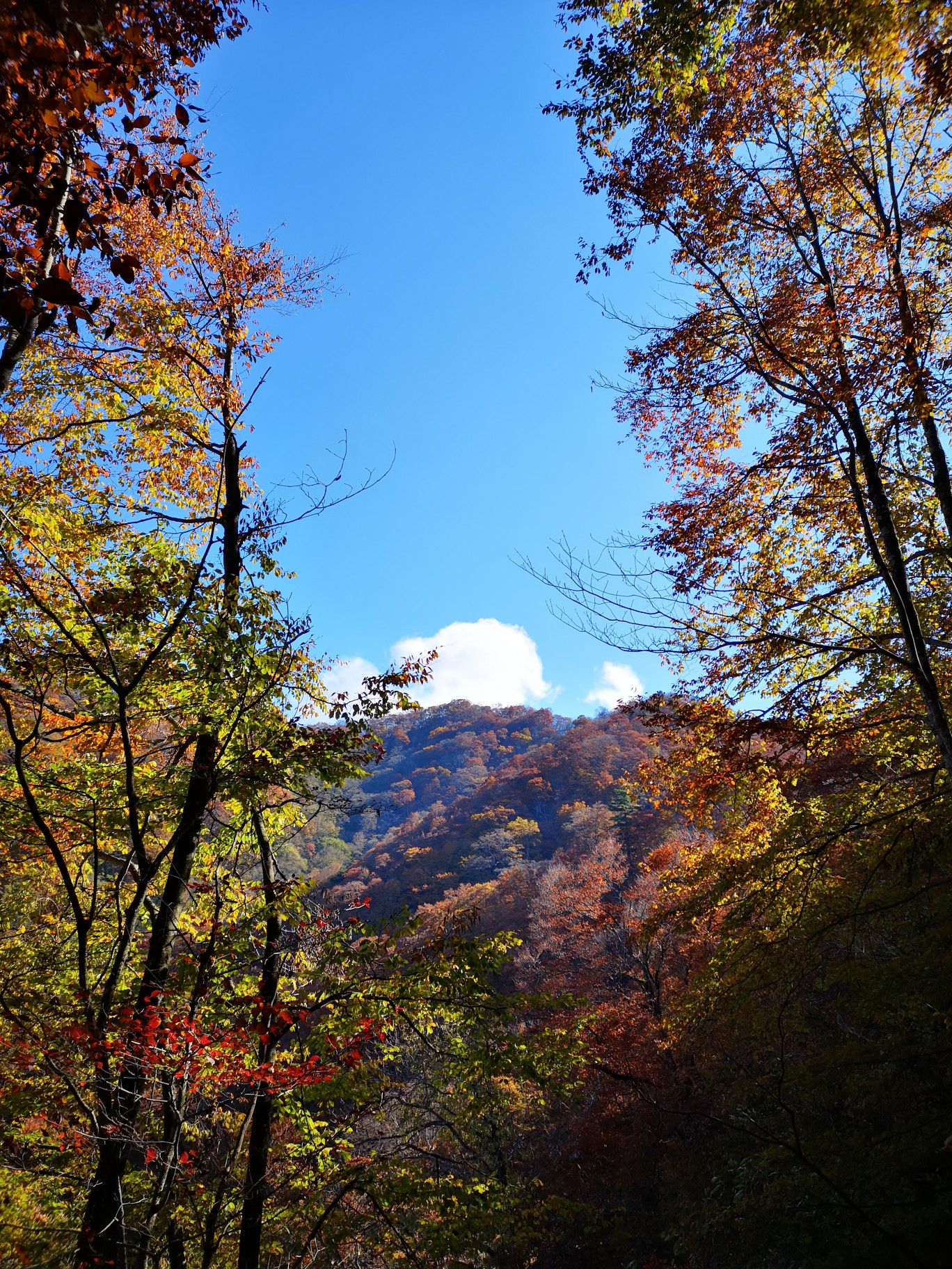 三頭山オマキ平コース 19 11 08 Pinonさんの三頭山 東京都 槇寄山 土俵岳の活動データ Yamap ヤマップ