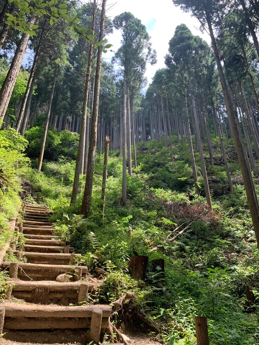 ダイトレにチャレンジ 當麻寺 紀見峠駅 金剛山 二上山 大和葛城山の写真31枚目 ここでも階段が待ち受けています 心なしか Yamap ヤマップ