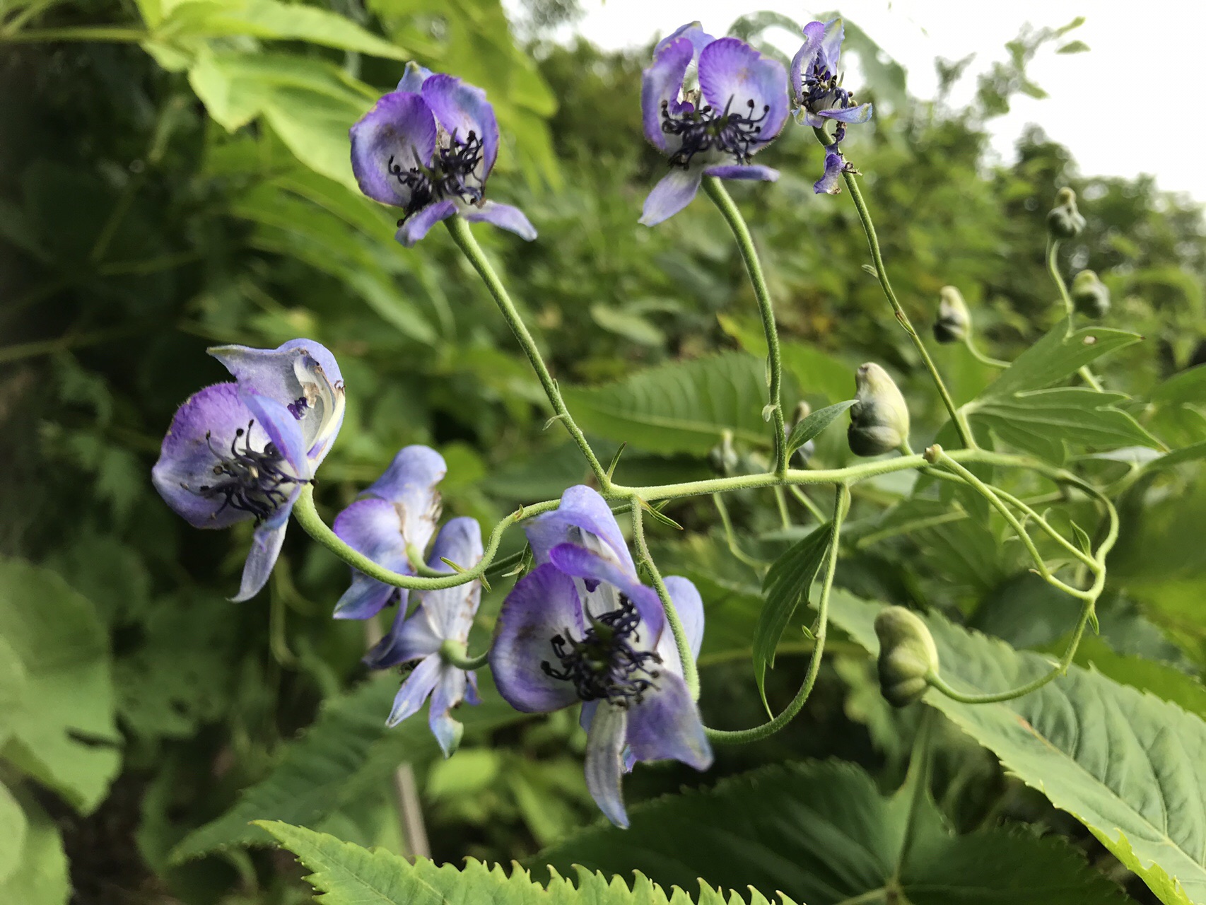厳しくも楽園の猫又山 19 08 17 いわおちゃんさんの毛勝山 釜谷山 猫又山の活動日記 Yamap ヤマップ