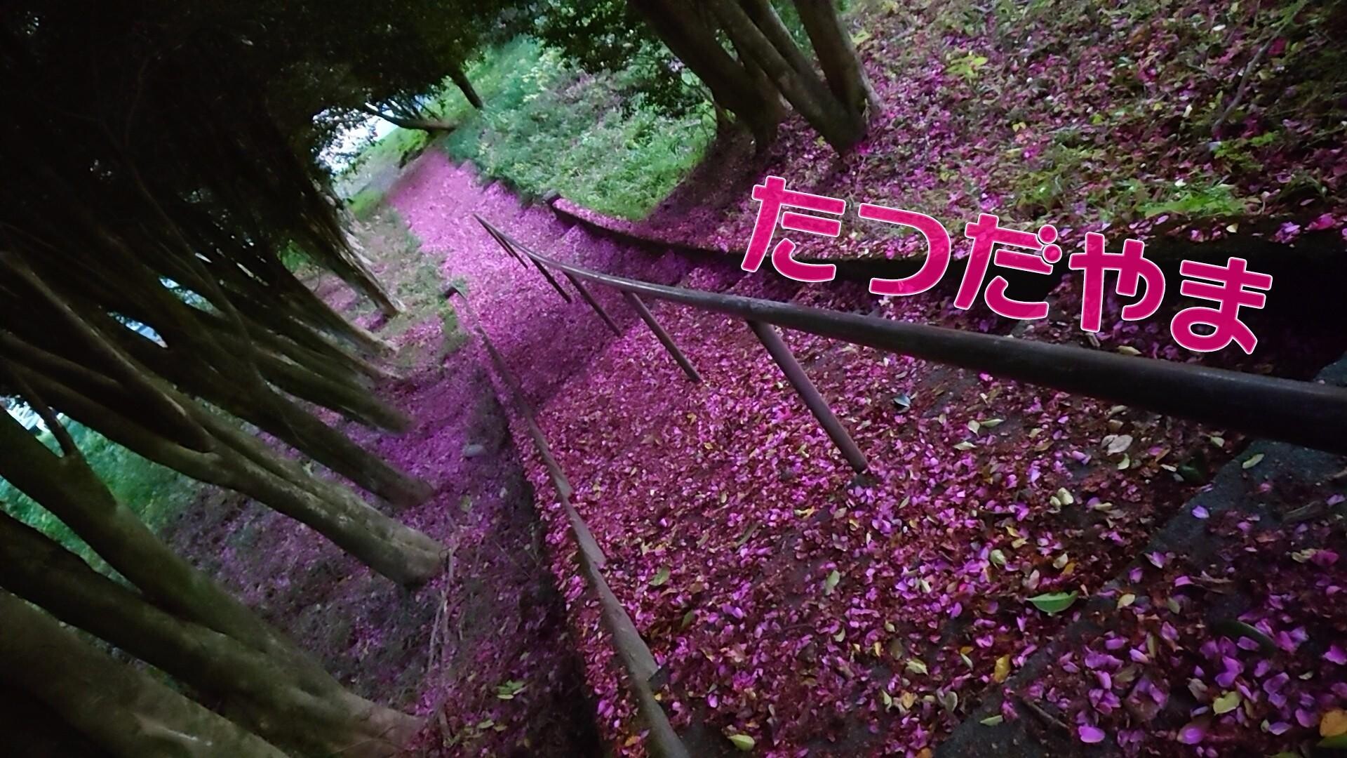 ぐるりと立田山 柊 シュウ さんの立田山の活動データ Yamap ヤマップ