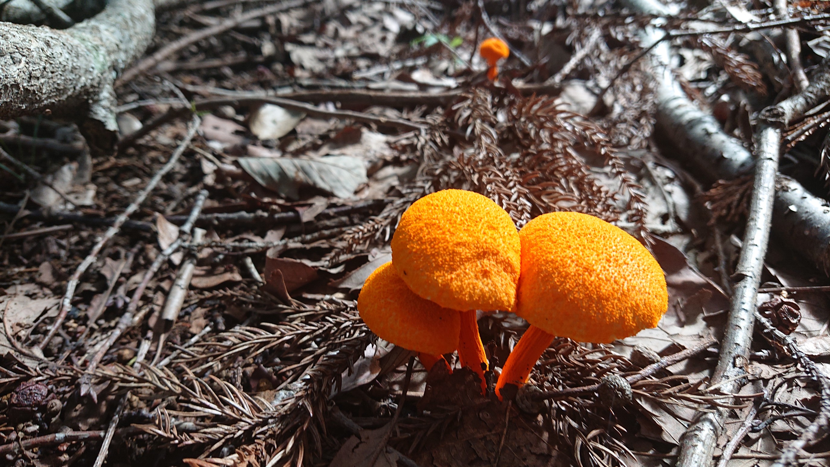 城山のかき氷 高尾きのこの山 べるさんの高尾山 陣馬山 景信山の活動日記 Yamap ヤマップ