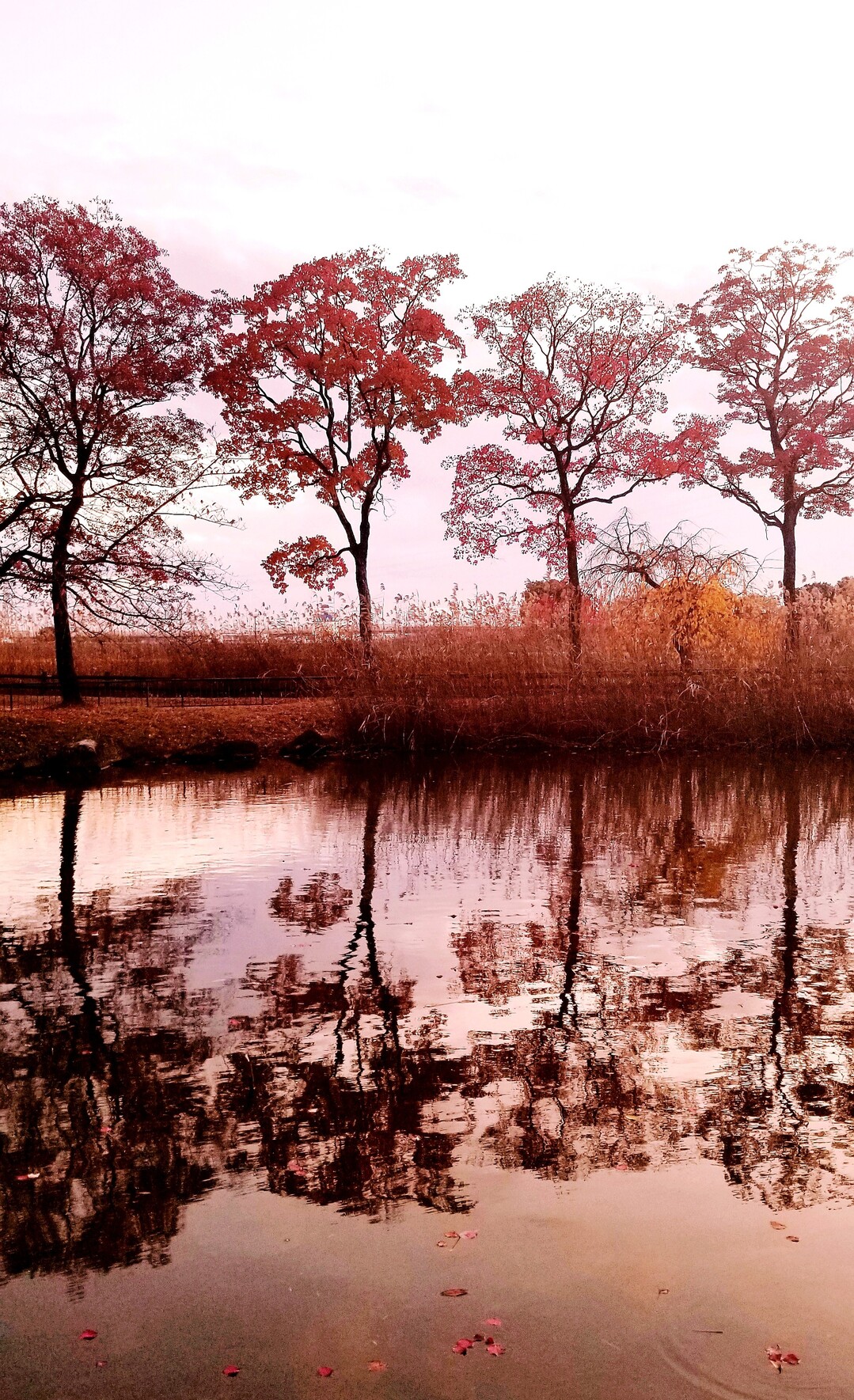 晩秋の夕暮れ誰もいない緑地公園 ふらっと ふんころがしさんのモーメント Yamap ヤマップ