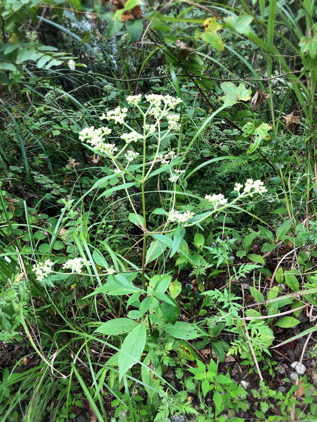 お花の百メェェェ山 の巻 岳女ハムストりん子さんの大麻山 天円山の活動日記 Yamap ヤマップ