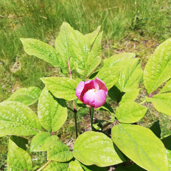 大人の遠足 関西の登山仲間募集 Yamap の山コミュニティ Yamap ヤマップ