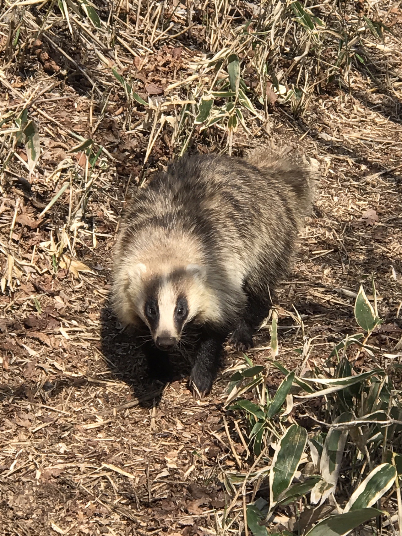 赤城山大沼周辺を縦走 Junさんの赤城山 黒檜山 荒山の活動データ Yamap ヤマップ