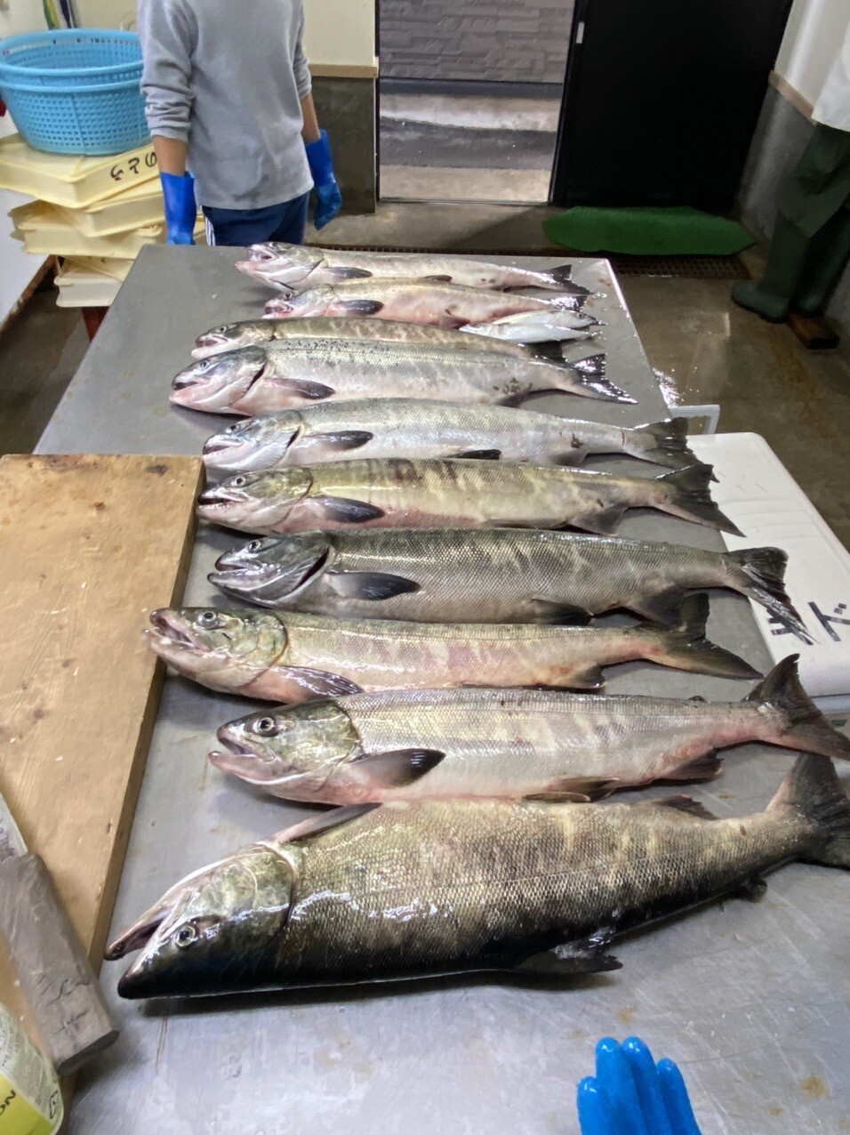 鮭釣り 子供編 本日の鮭釣りは 子供 ちゅんさんのモーメント Yamap ヤマップ