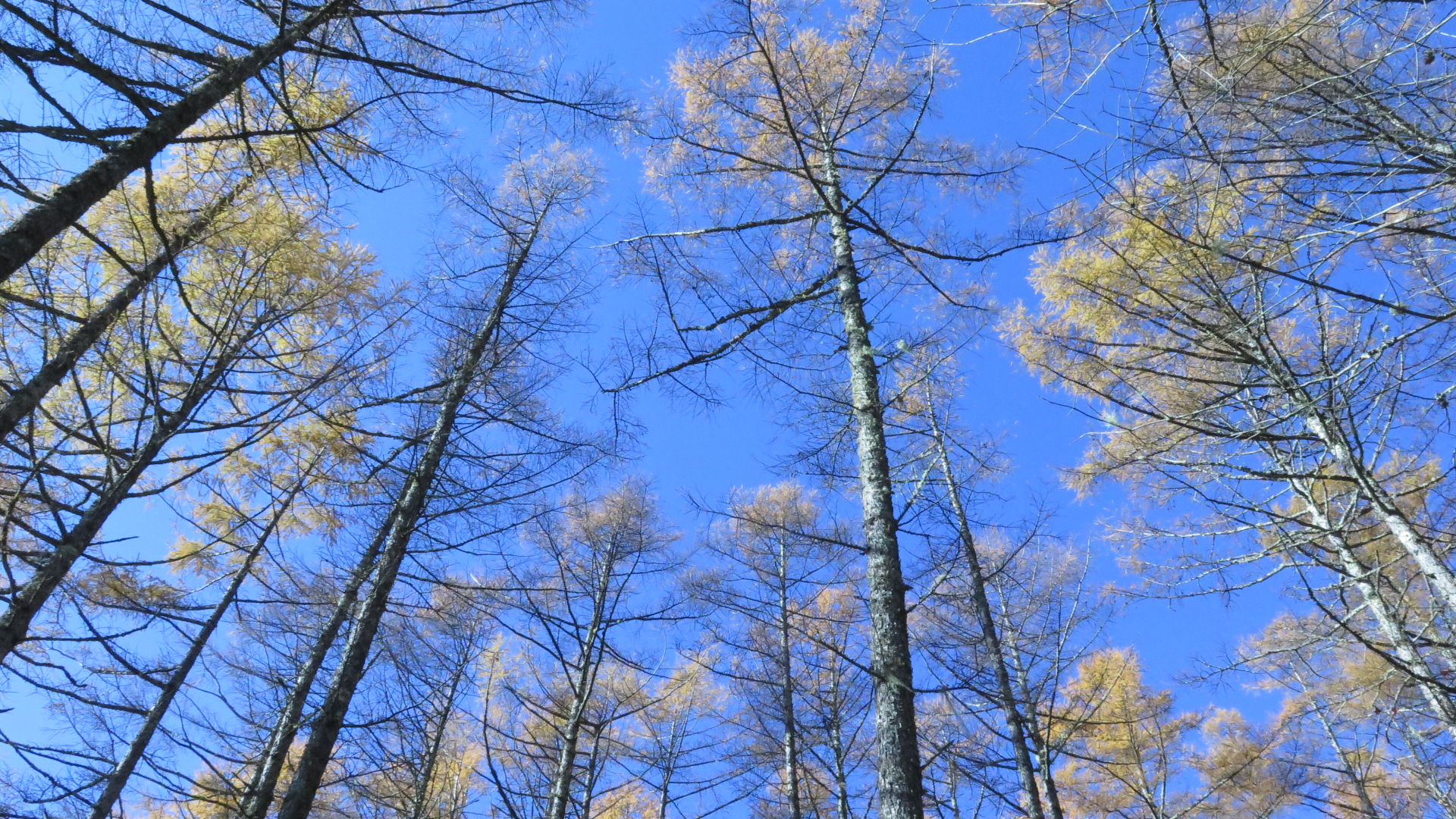 紅葉と大展望の日向山 尾白川渓谷 Benten552さんの甲斐駒ヶ岳 日向山 山梨県北杜市 の活動データ Yamap ヤマップ