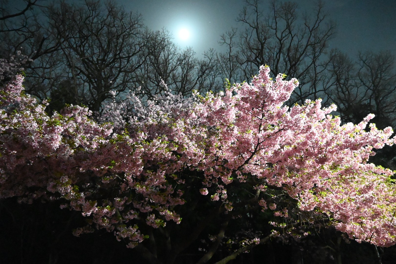 井の頭公園夜散歩 何となく写真撮りたく Gt2 0さんのモーメント Yamap ヤマップ