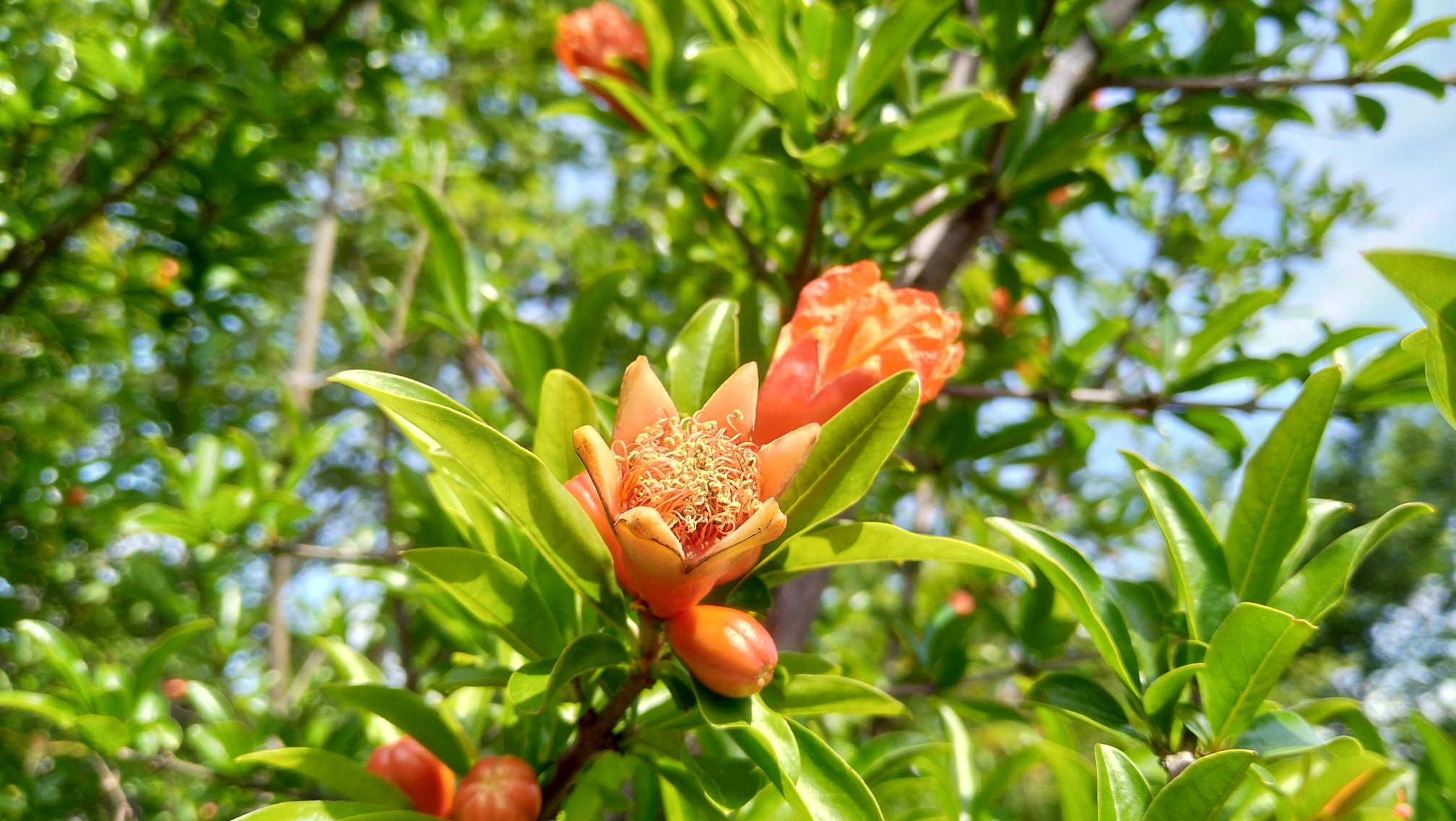 花を求めて春日井へ Tomatobasilさんの春日井三山 弥勒山 大谷山 道樹山の活動日記 Yamap ヤマップ