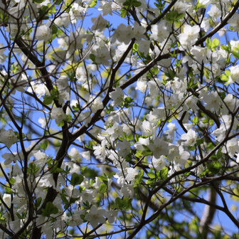塩原前山（今年お初のシロヤシオ）-2025-05-03 / 野球親爺さんの高原山