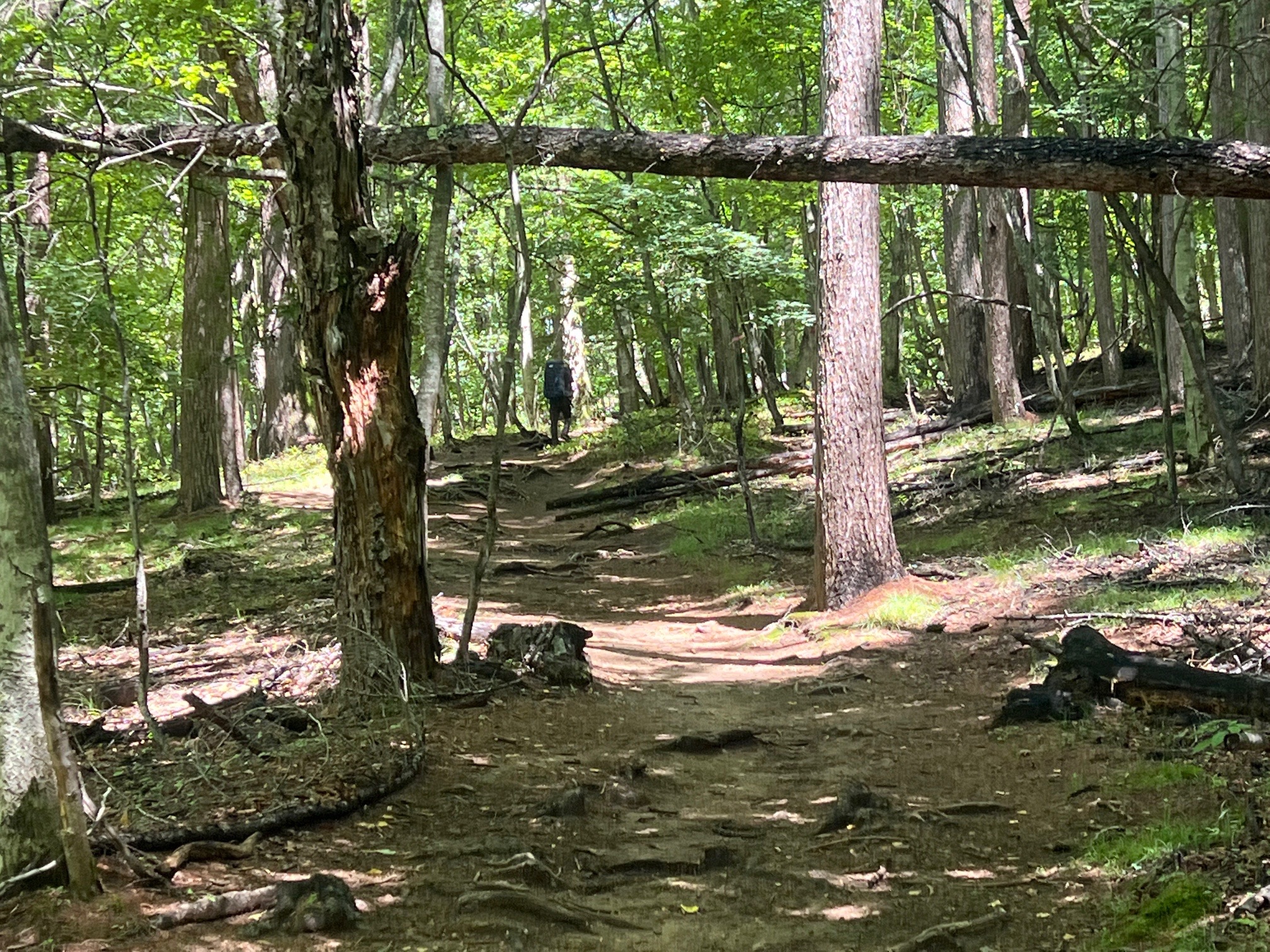 登山口から直ぐの様子。平坦、整備 と歩き易い