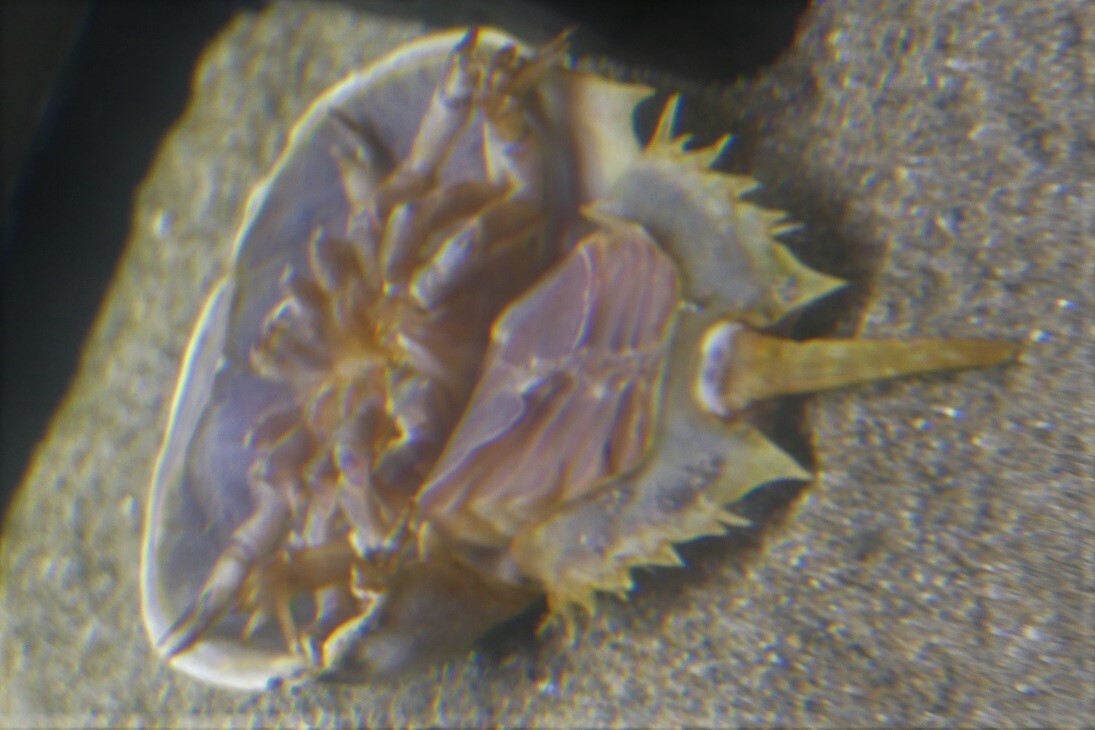 笠岡満喫 道通神社 御嶽山 カブトガニ博物館 笠岡ベイファーム 毛野無羅山 青佐山 御嶽山 岡山県笠岡市 の写真66枚目 66ひっくり返ったアメリカカブトガニ カ Yamap ヤマップ