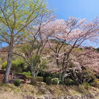 香下寺の🌸桜吹雪のシャワー😍
山頂にある羽束山神社の麓の駐車場に車を停めさせて頂きます。山頂で参拝します。