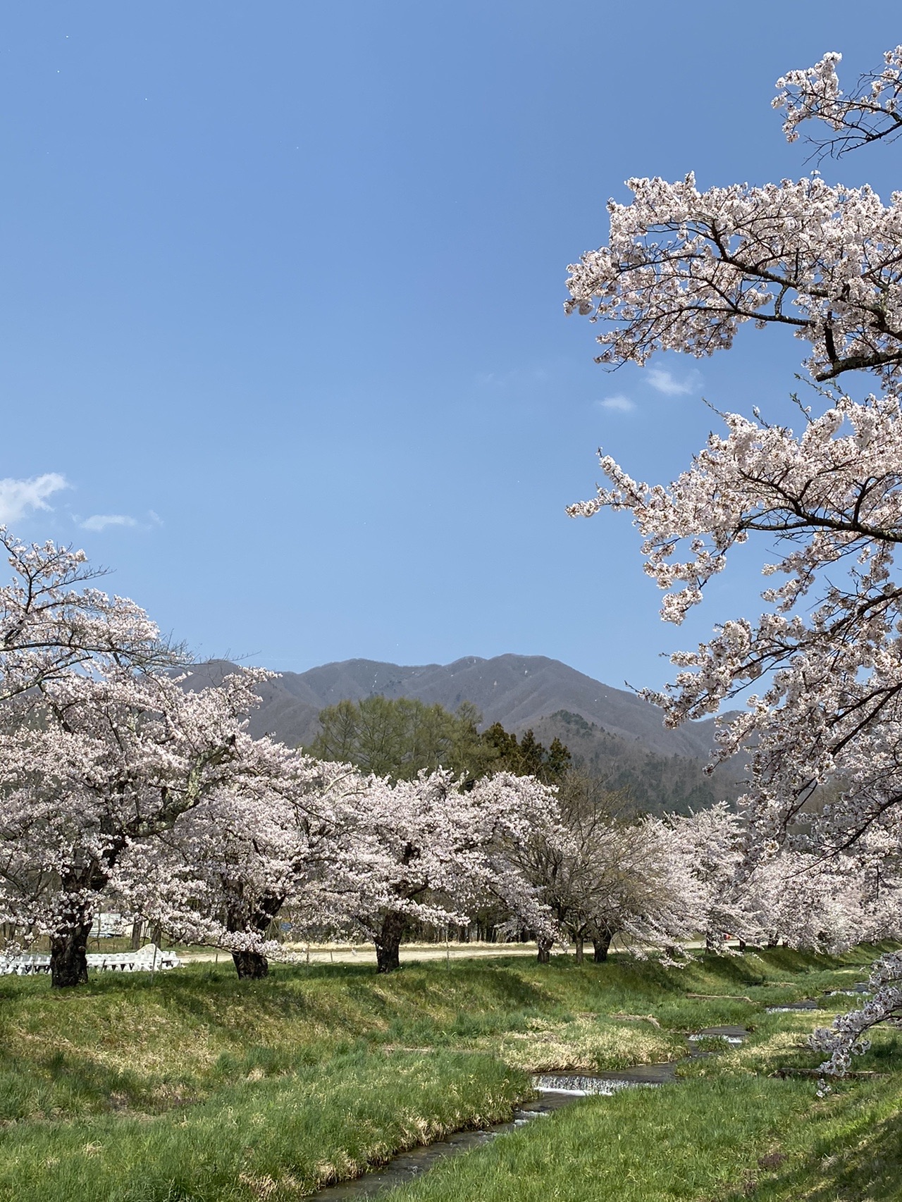 観音寺川の桜と川桁山 216闘琉牙丈さんの川桁山の活動データ Yamap ヤマップ