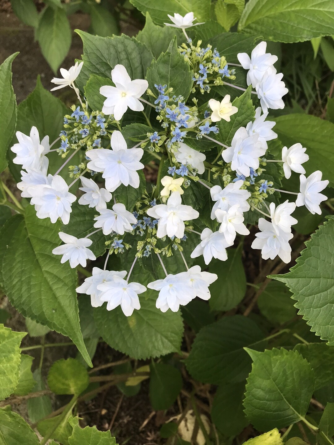 梅雨の合間に初見のキノコの女王 と ラン 見っけ はっぴいえんどさんの湯川山 城山 孔大寺山の活動日記 Yamap ヤマップ