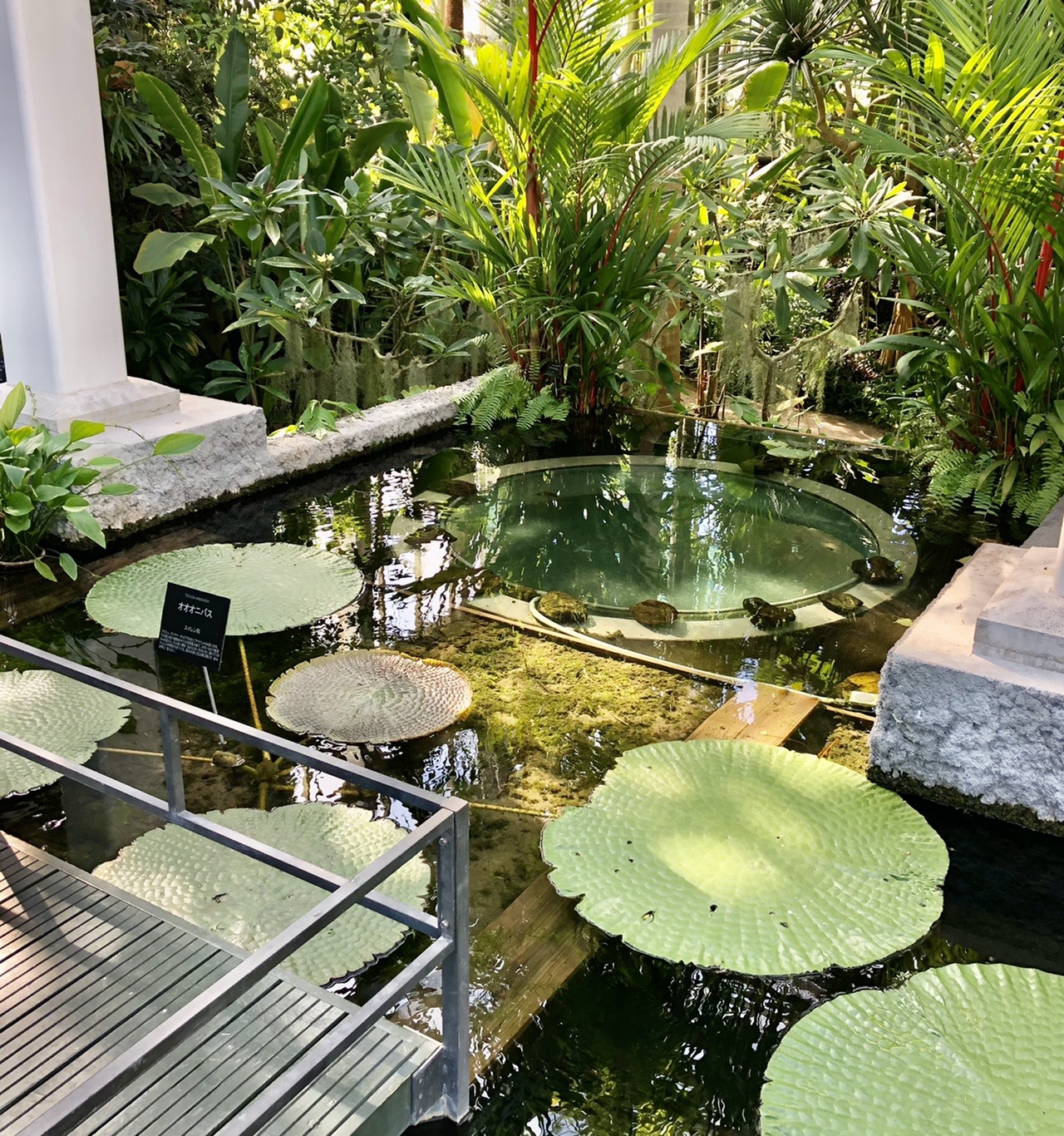 五台山にある 牧野植物園in高知 やまchanさんのウォーキングの活動日記 Yamap ヤマップ
