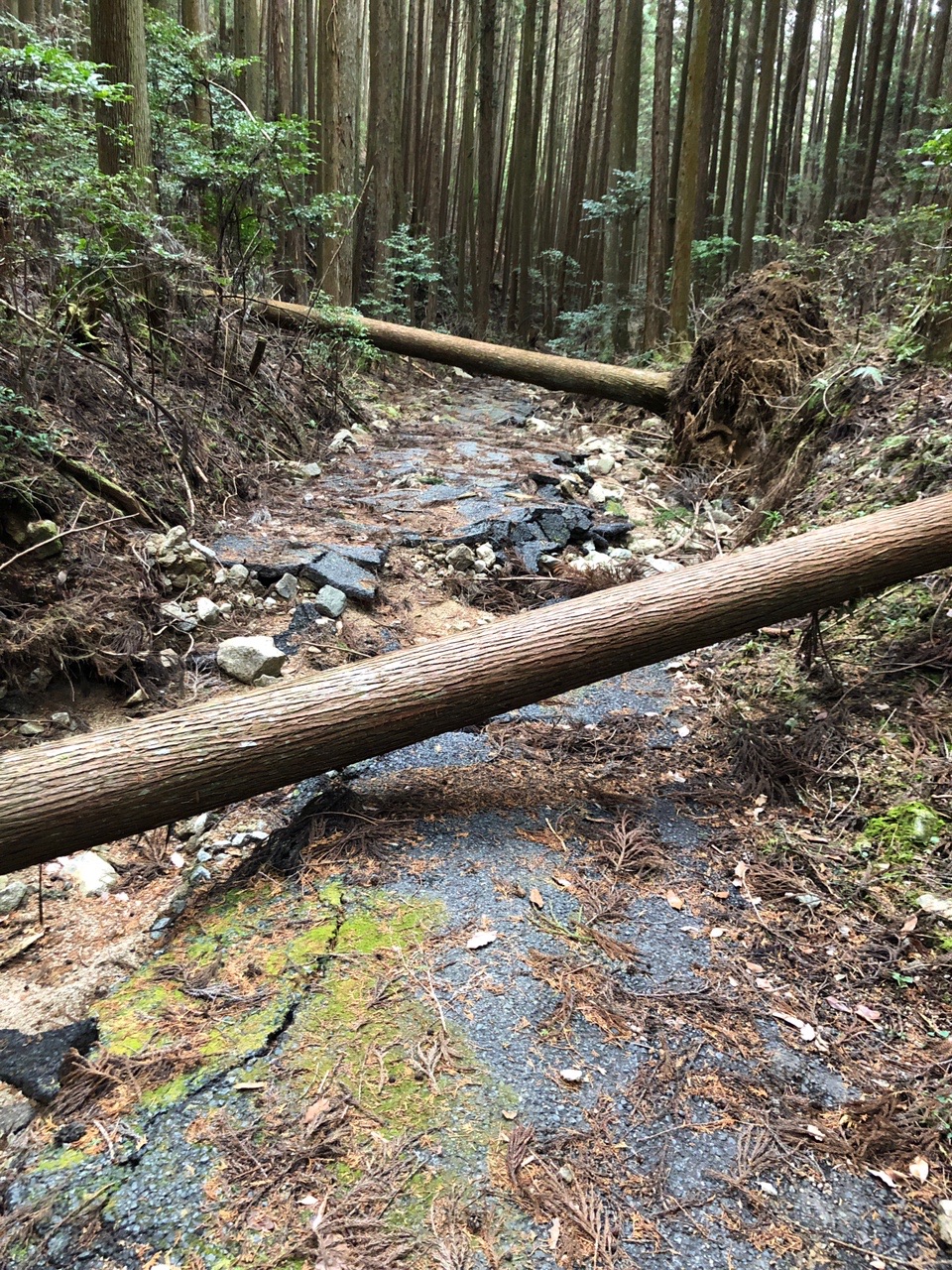 高取山 所々に倒木がありますが、問題ありません