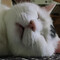 ふじさん