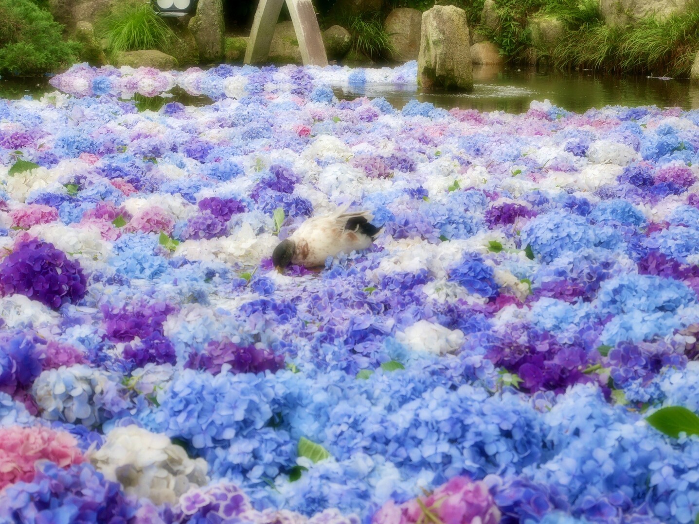 雨引観音 紫陽花水中花のアイドル探し 加波山 吾国山 難台山の写真59枚目 まるで天国を歩いているみたいです Yamap ヤマップ