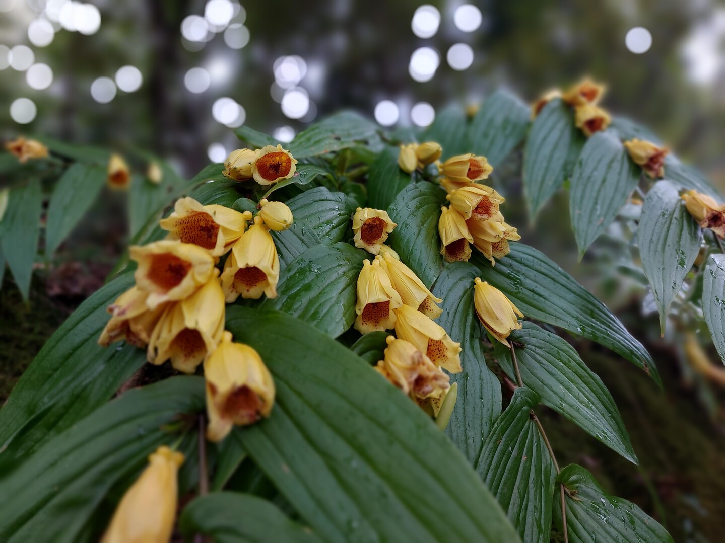 キイジョウロウホトトギスに逢えた！ / のこさんのハイキングの活動データ YAMAP / ヤマップ