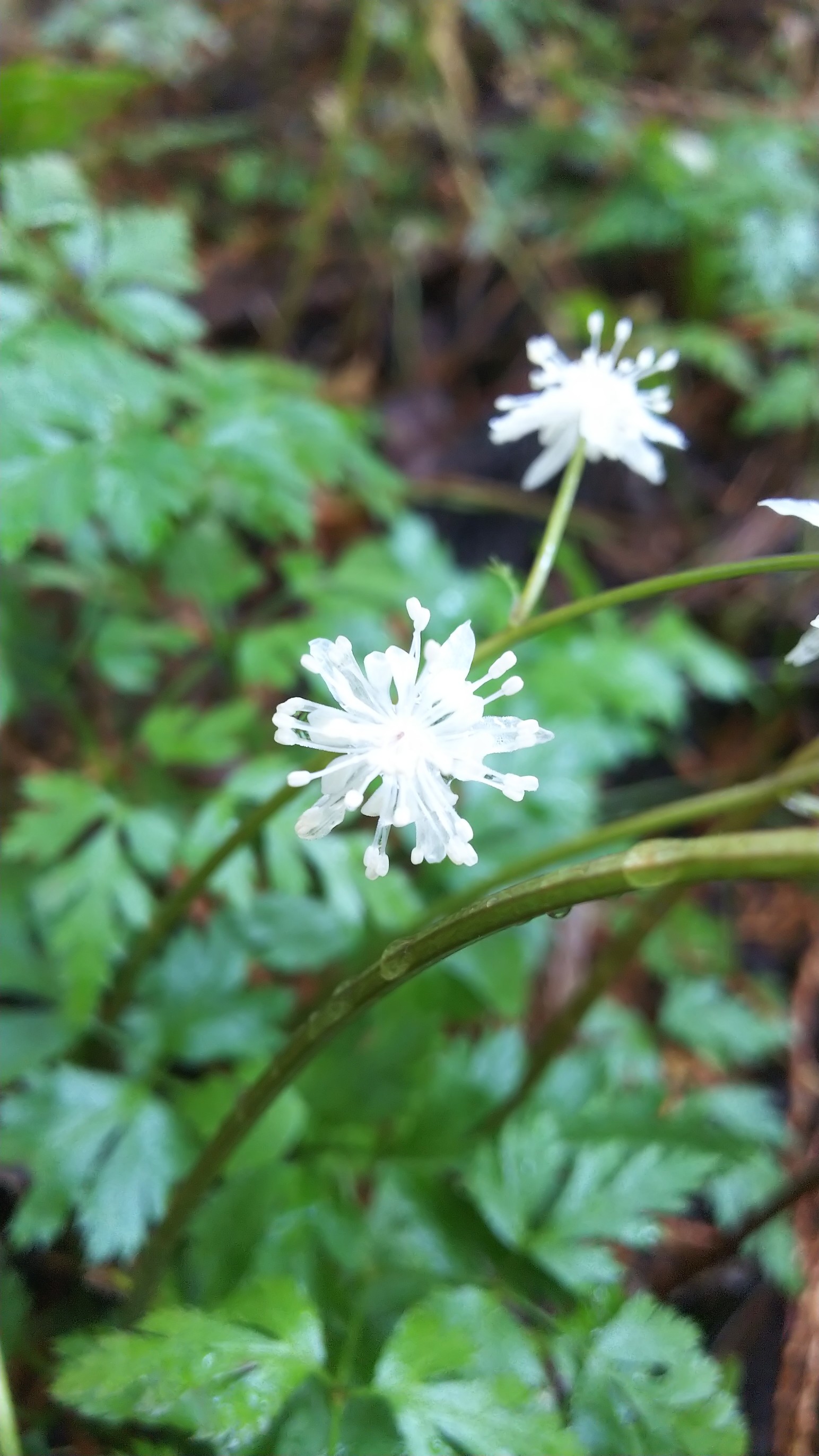 妖精たちの森へ 日光城山 板橋城跡 03 15 天空散歩さんの古賀志山 赤岩山 鞍掛山 男抱山 半蔵山の活動データ Yamap ヤマップ