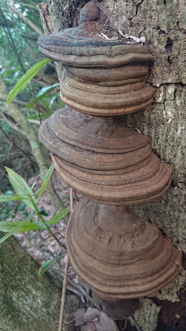 矢筈岳 鹿児島県 南九州市 08 23 よこさんの矢筈岳 鹿児島県 南九州市 の活動日記 Yamap ヤマップ