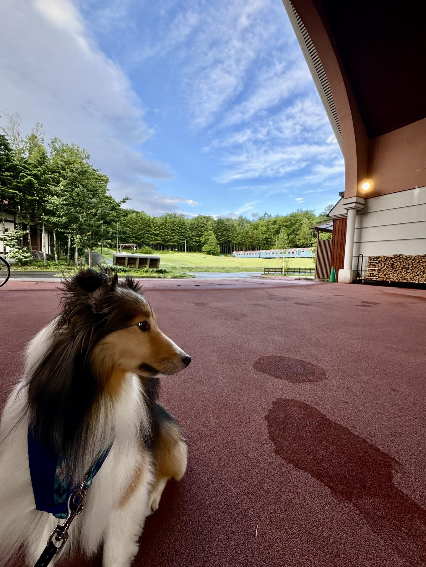 前日は犬と泊まれる宿に泊まりました（嬬恋）写真は朝の散歩時