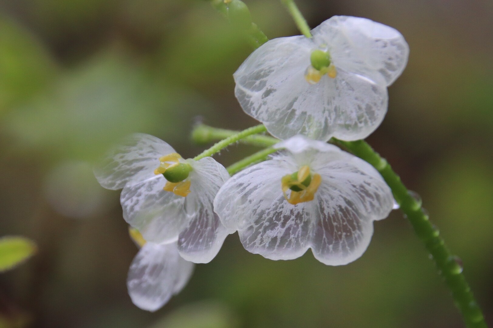 黒鼻山 神秘の花サンカヨウ 05 Goofyさんの船形山 御所山 泉ヶ岳 蛇ヶ岳の活動日記 Yamap ヤマップ