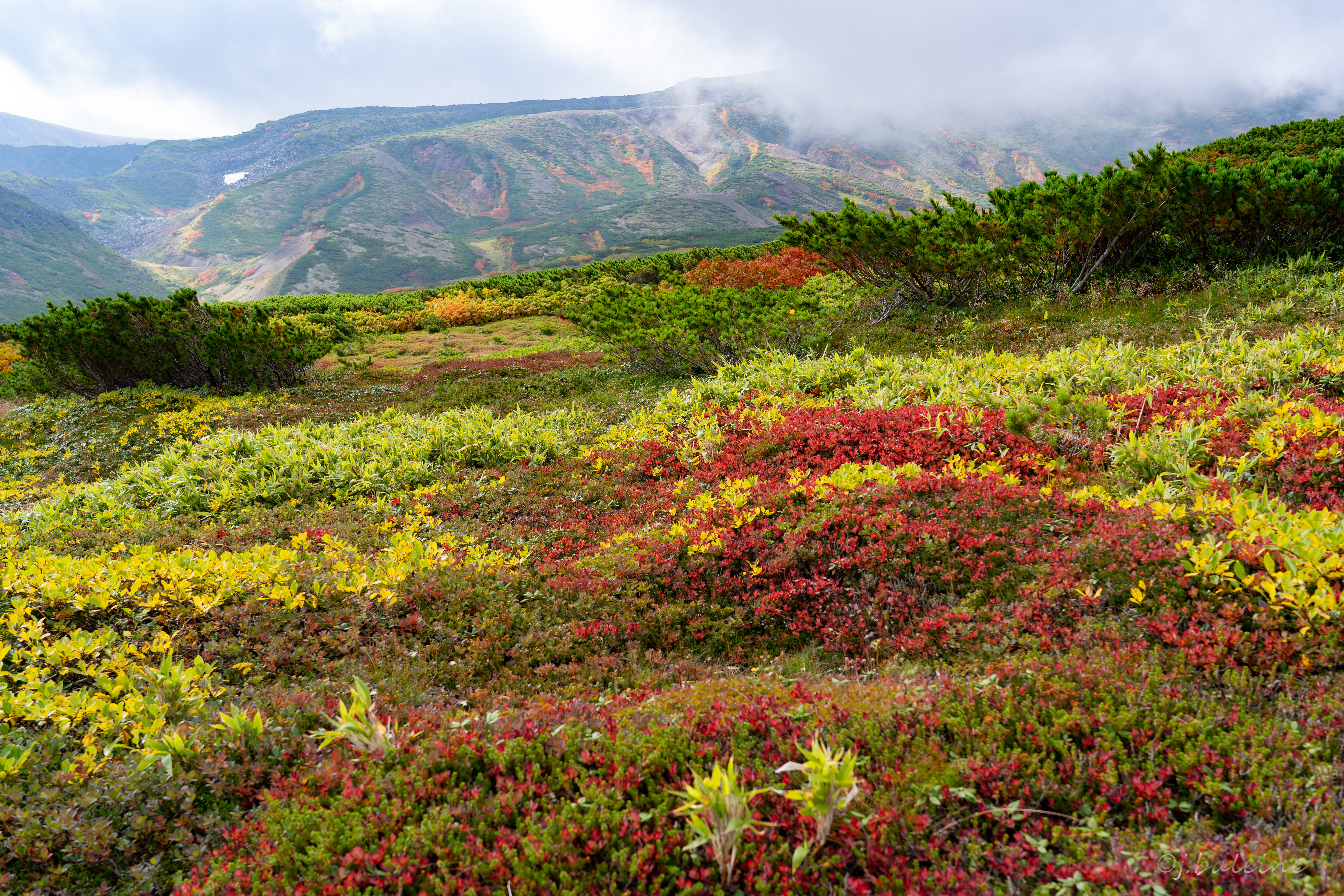 大雪山黒岳 紅葉が始まりました バレーヌさんの大雪山系 旭岳 トムラウシの活動日記 Yamap ヤマップ