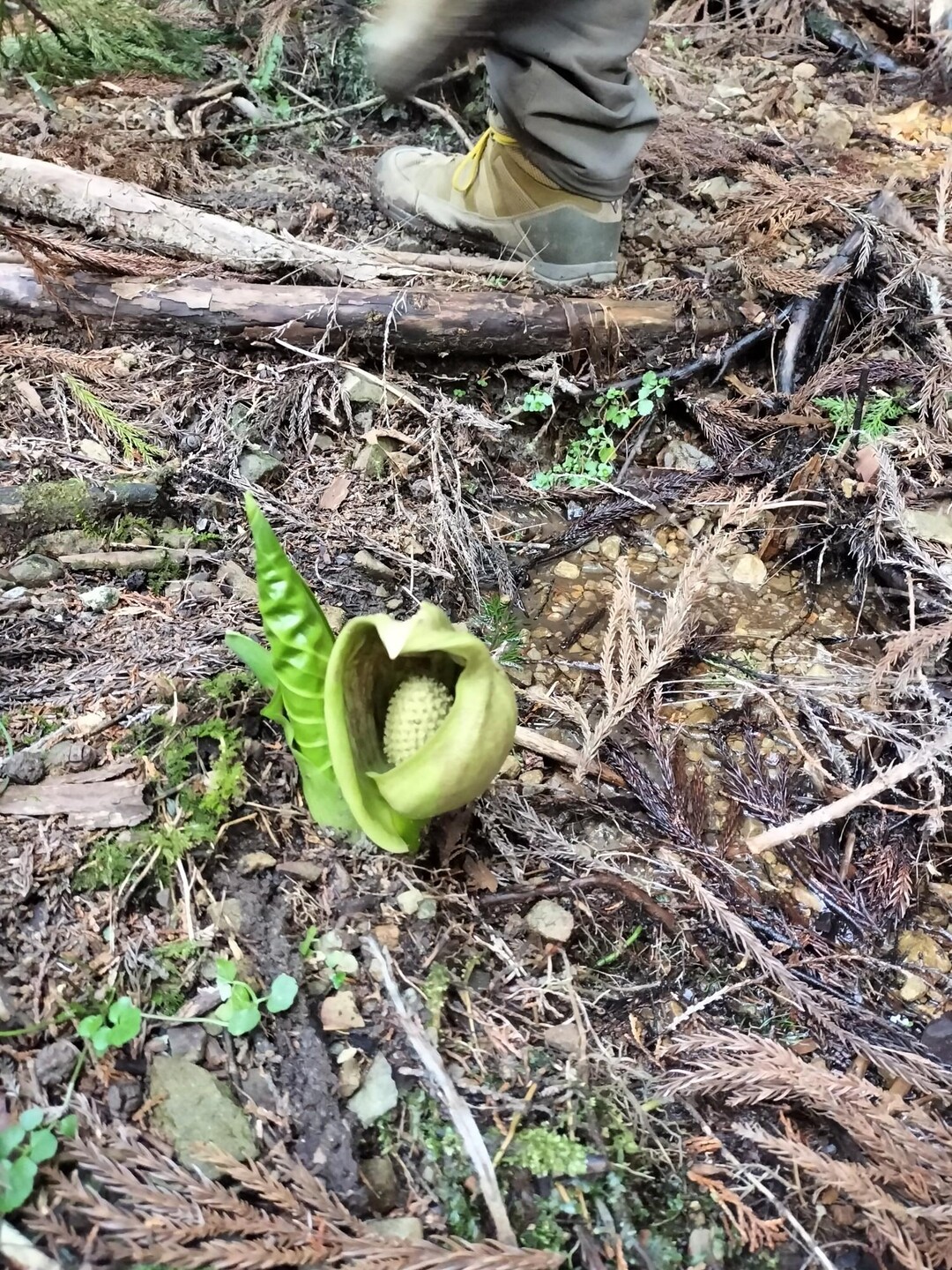 西ノ山 東の山 城ガ峰 / inojunさんの大谷山・滝谷山・城ヶ峰の活動データ | YAMAP / ヤマップ