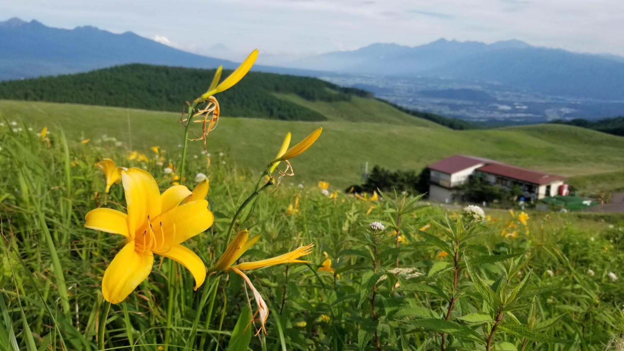 富士見台　ニッコウキスゲ群生地 / トニーさんの霧ヶ峰・車山・大笹峰の活動データ | YAMAP / ヤマップ