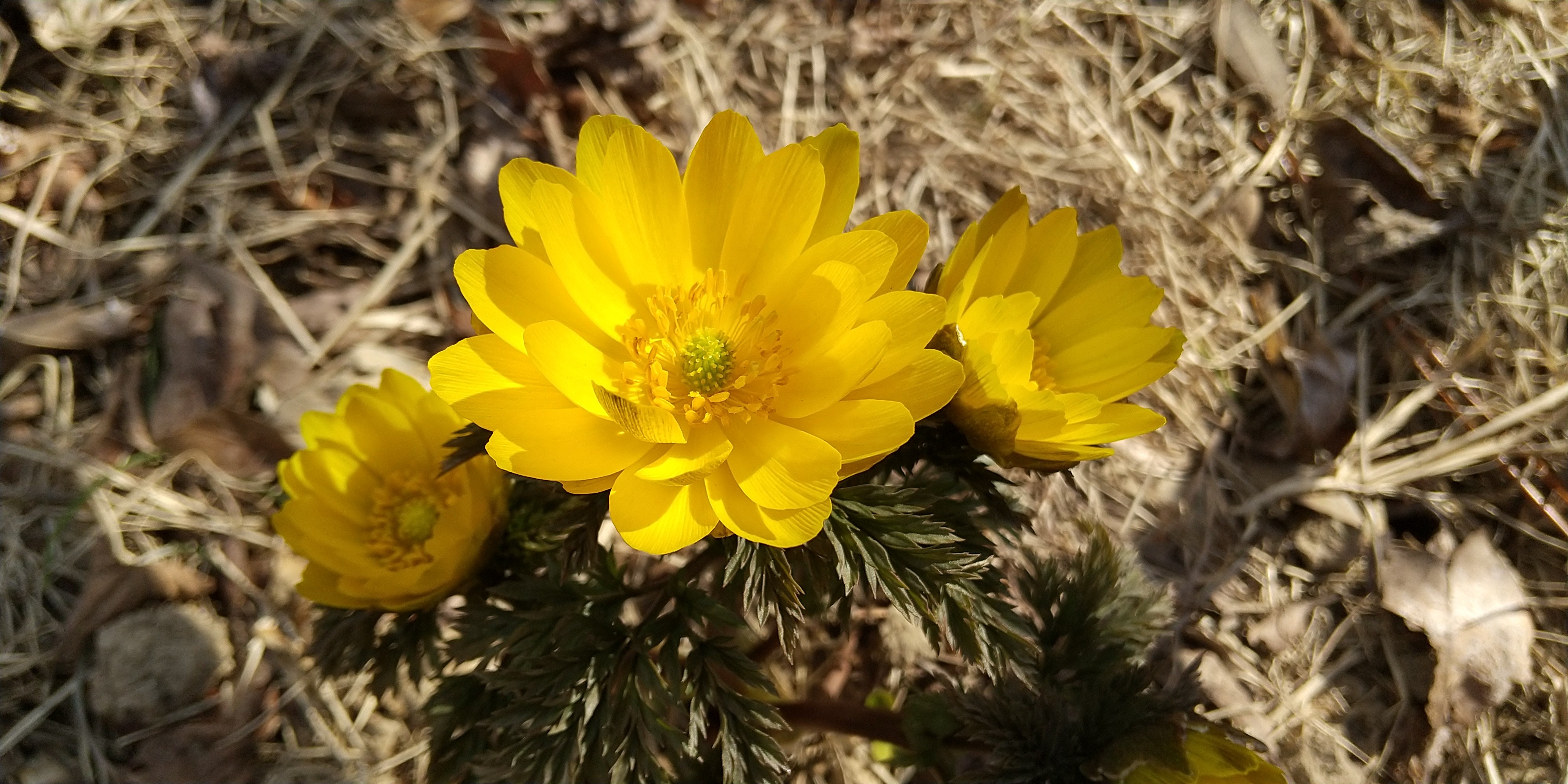 弓張山地のミスミソウ探訪 ヒバニーさんの坊ヶ峰 石巻山 神石山 葦毛湿原の活動データ Yamap ヤマップ