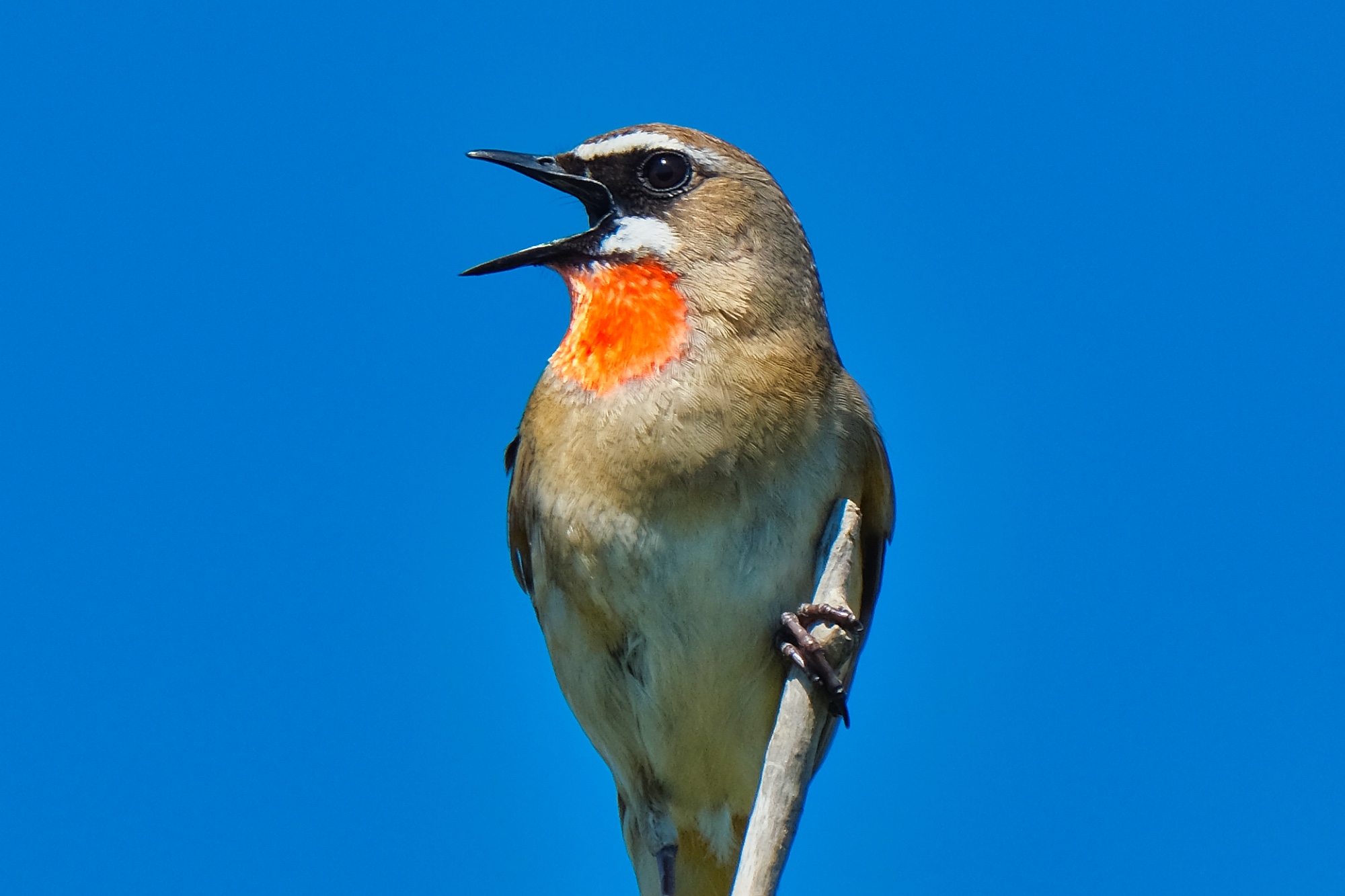 はまなすの丘公園の野鳥たち Sammyさんの黄金山 石狩市 の活動データ Yamap ヤマップ