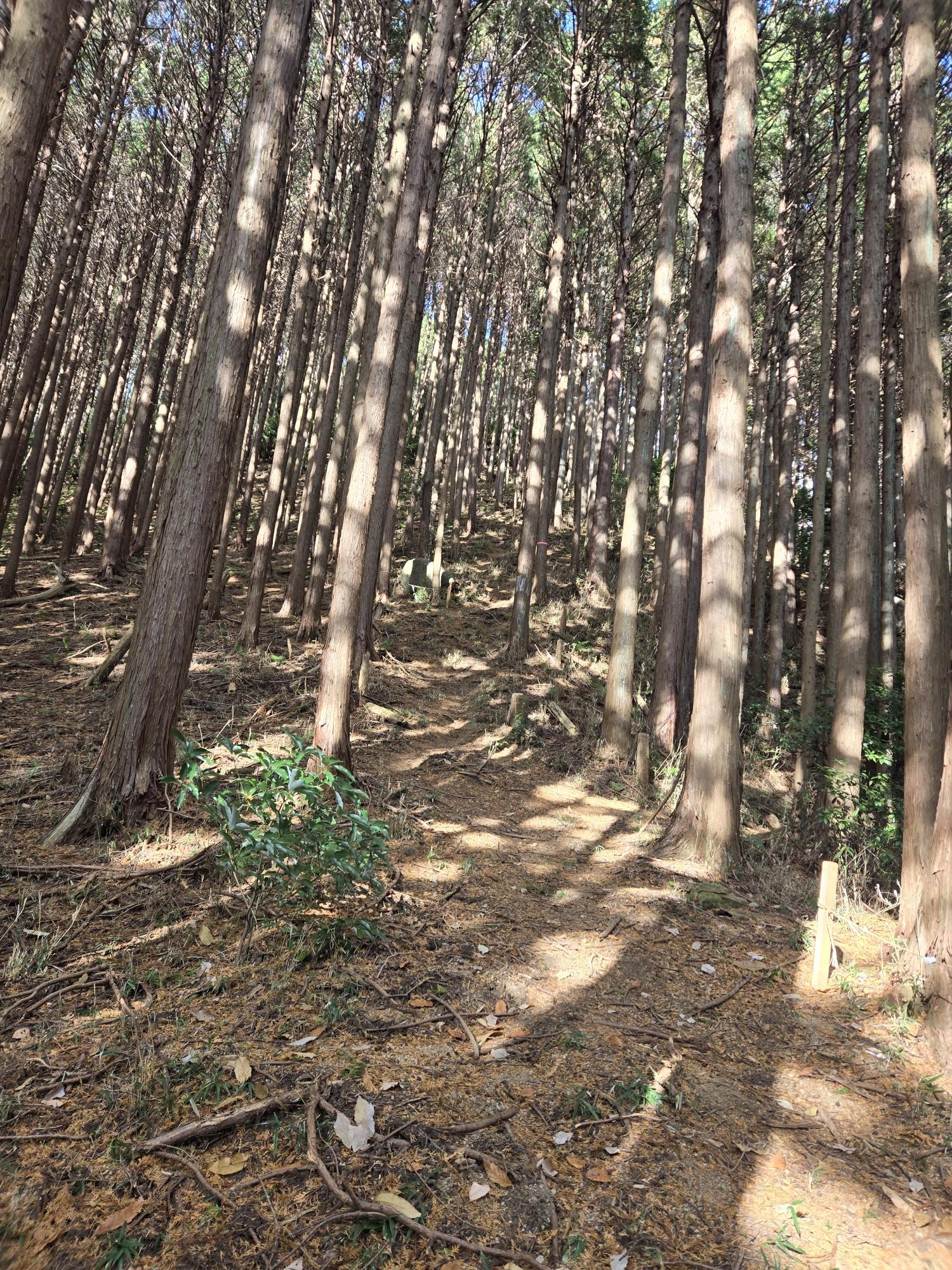 三輪山・巻向山・龍王山 急坂を振り返る❗。