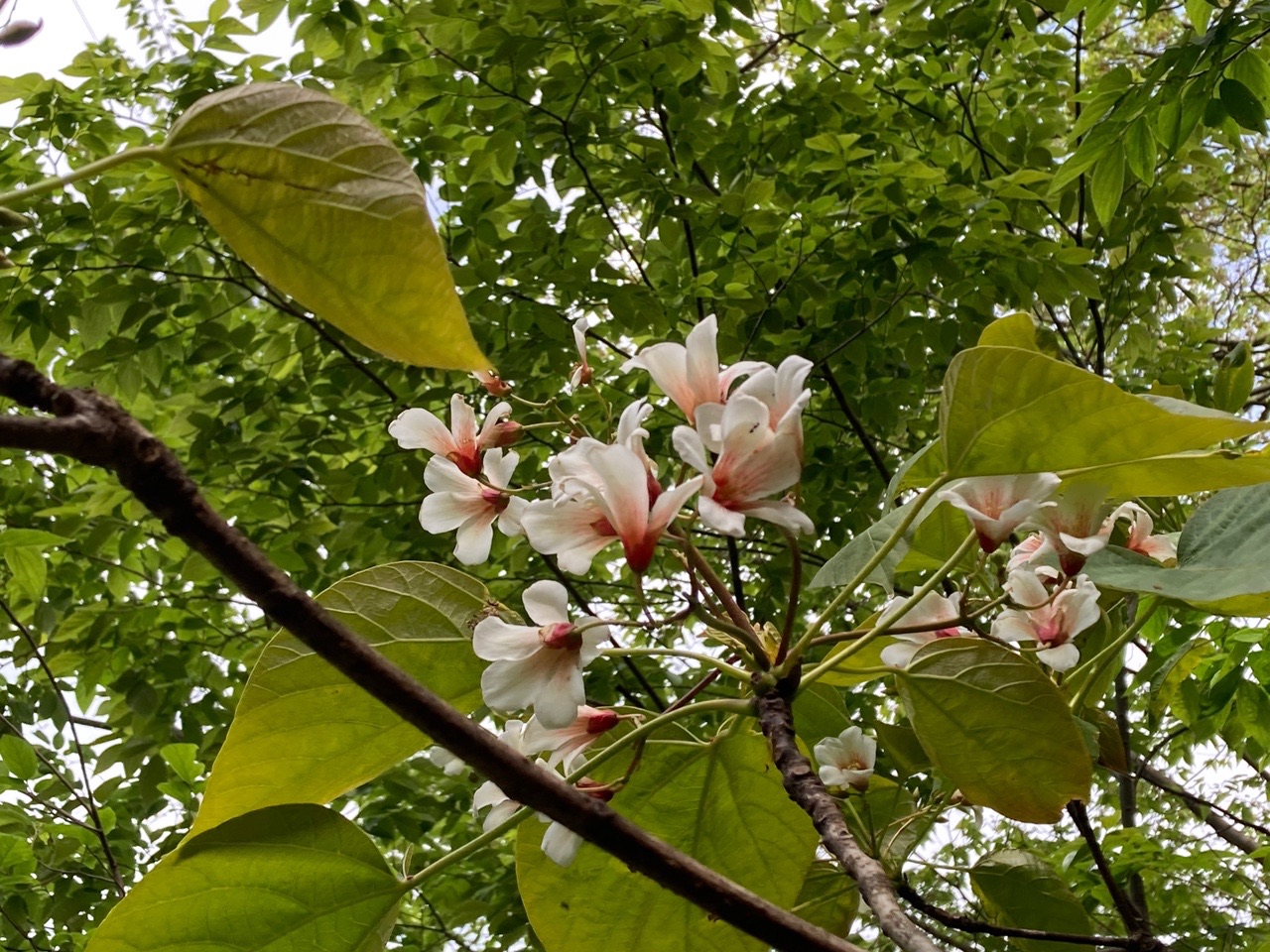 鳩吹山植物観察会ー21 05 01 さるちゃんさんの鳩吹山の活動データ Yamap ヤマップ