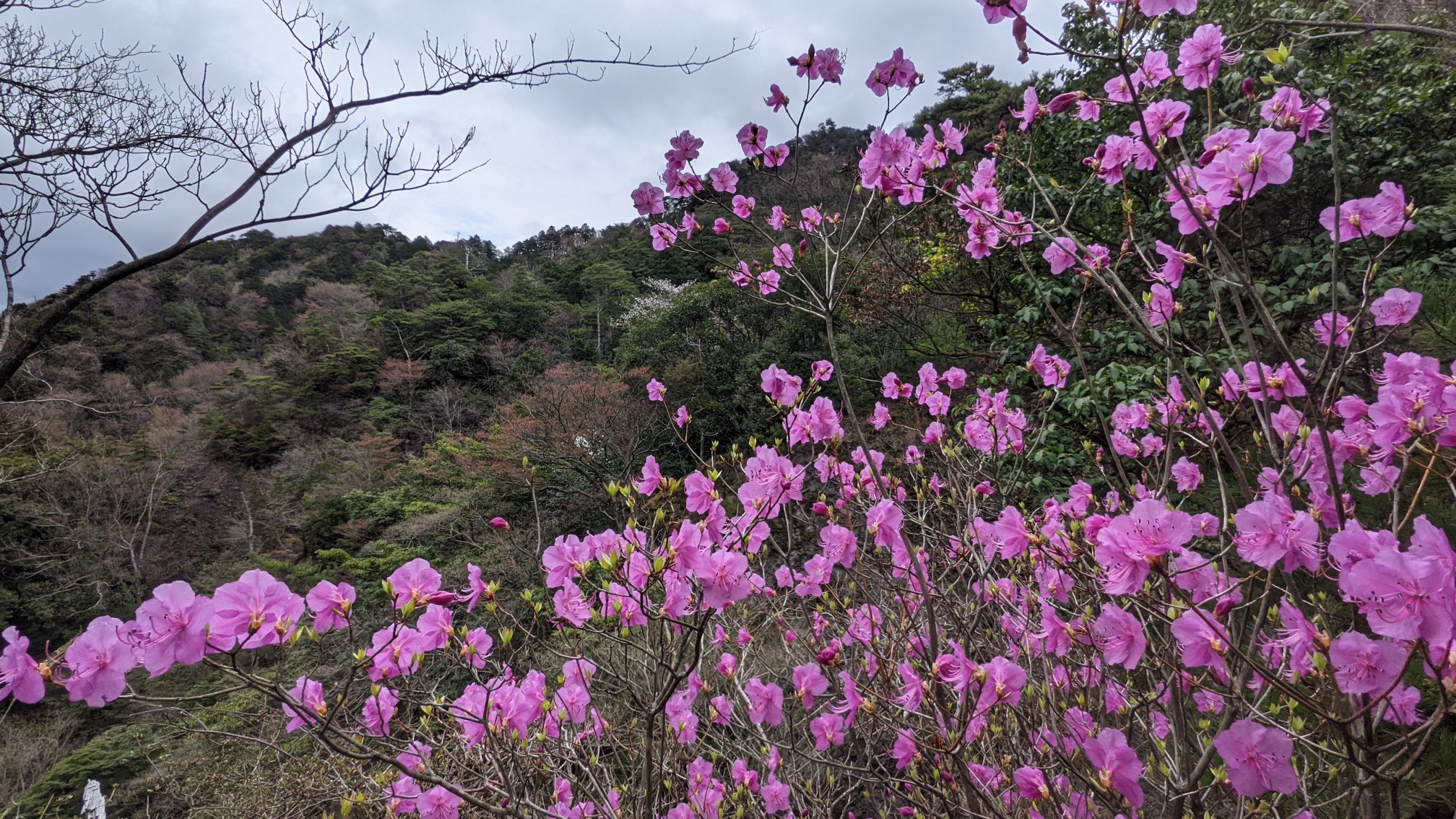 城井ノ上城 裏門展望台 21 03 むらぴさんの犬ヶ岳 求菩提山の活動データ Yamap ヤマップ