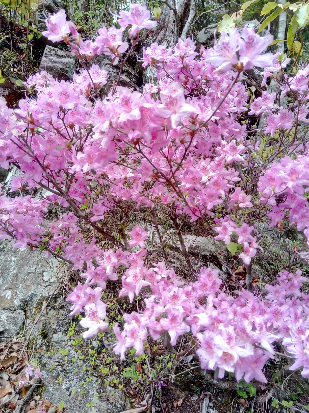 石槌山 潮干狩りのニナ貝 空の公園駐車場 04 19 たかたか と 日産リーフ号 さんの元越山 色利山 石槌山の活動データ Yamap ヤマップ