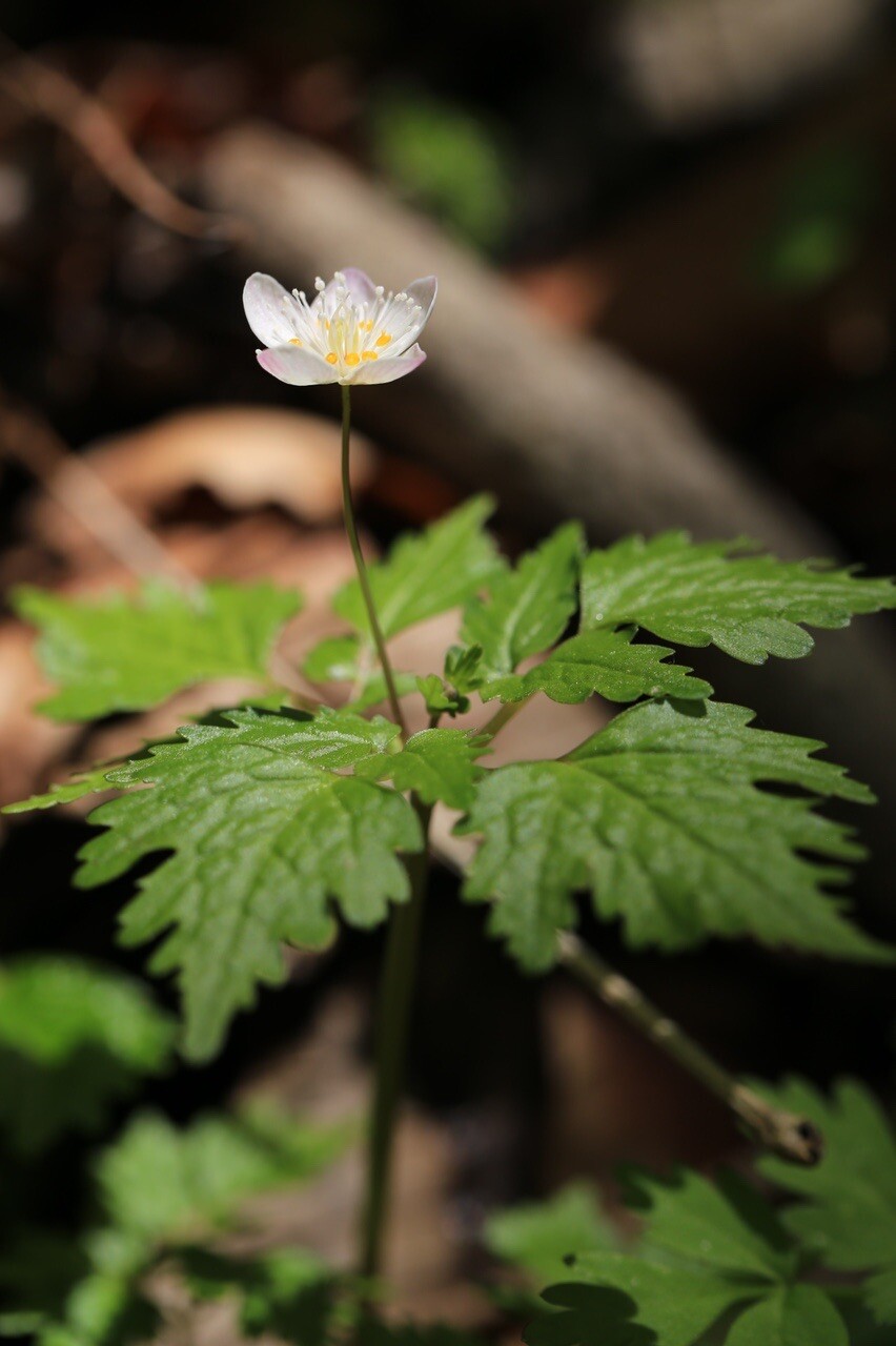 今年、追っかけを始めた シロカネソウ属の... / スナフキンママさんのモーメント YAMAP / ヤマップ