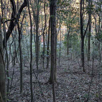 両崖山・仙人ヶ岳・石尊山 グレーゾーンは時々ニオイのする方に
なんとなく進む