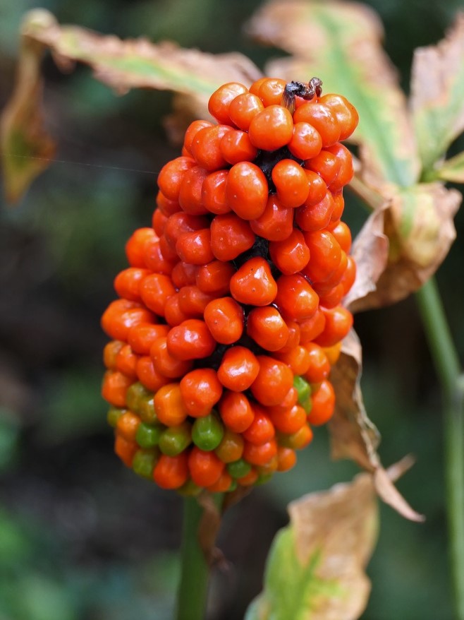 廣戸神社 金山谷林道 甲山 広戸仙 声ヶ乢 植物の秋 食物の秋 Denaliさんの那岐山 滝山 広戸仙の活動日記 Yamap ヤマップ