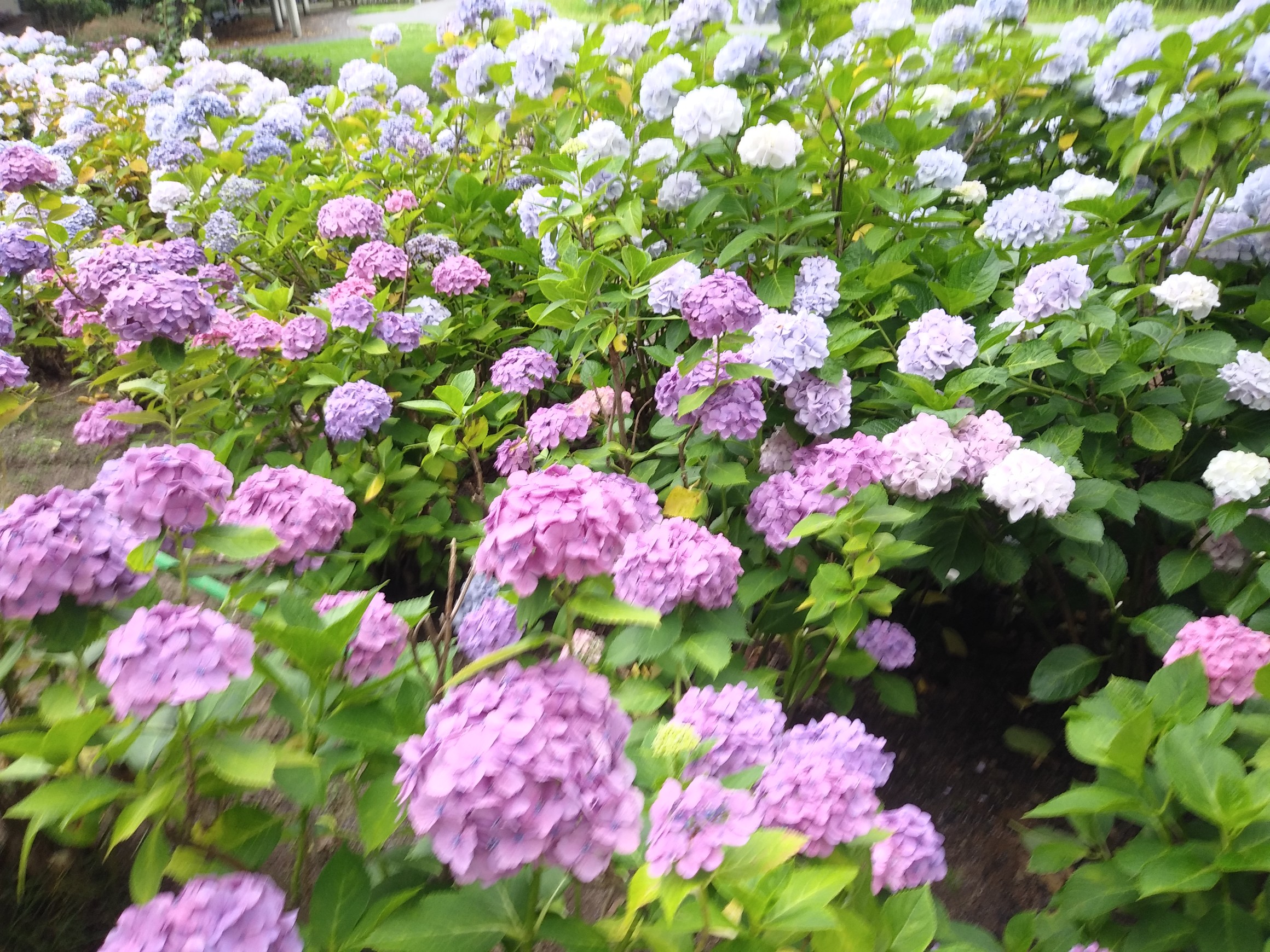 飯森山 紫陽花 観賞 一年7月12日 日 Macさんの酒田市の活動日記 Yamap ヤマップ