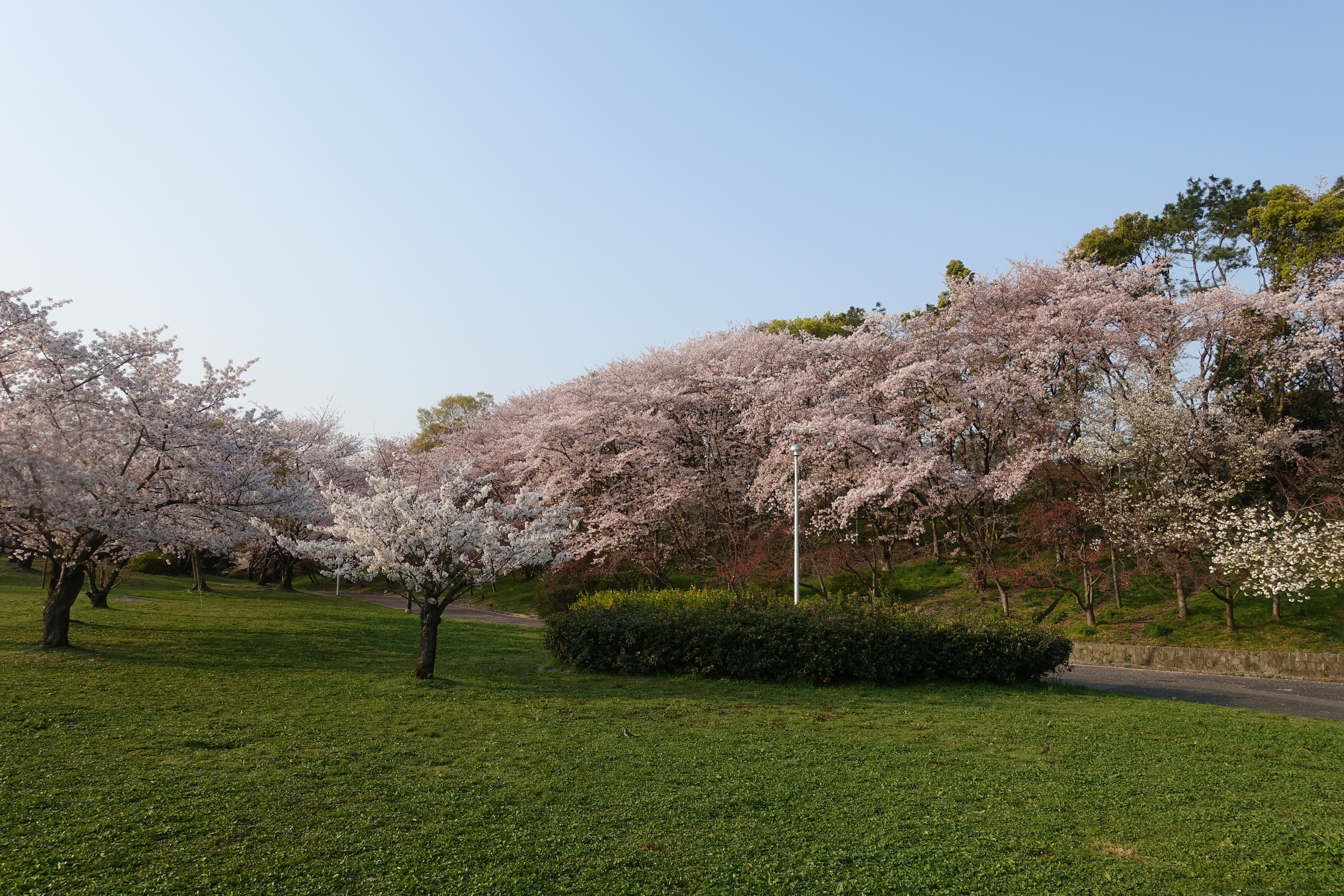 大泉緑地で散歩 堺市 04 08 Kazz309さんの堺市の活動日記 Yamap ヤマップ