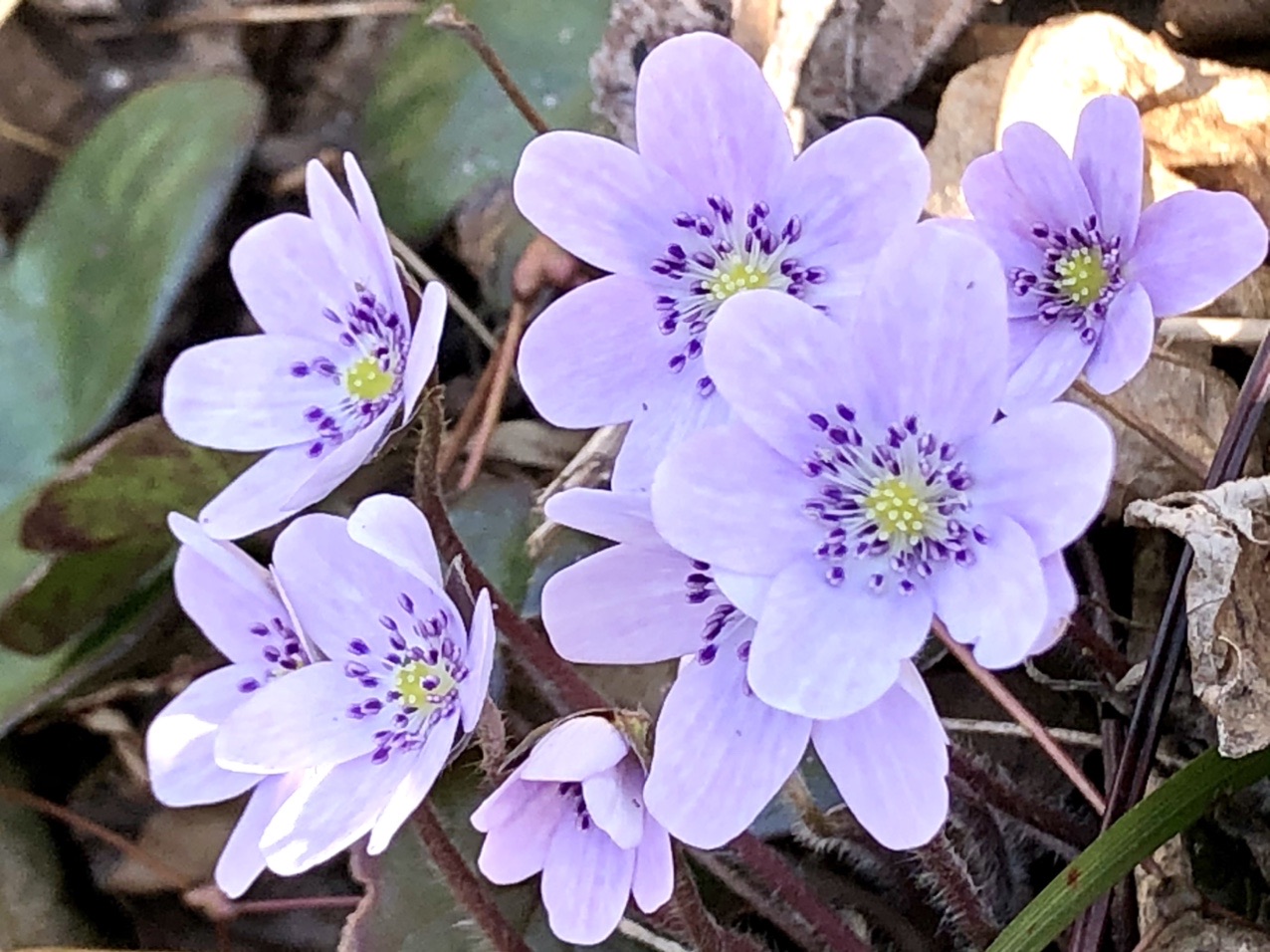 花言葉 あなたを信じます 雪割草 角田山 Kumiさんの角田山の活動データ Yamap ヤマップ