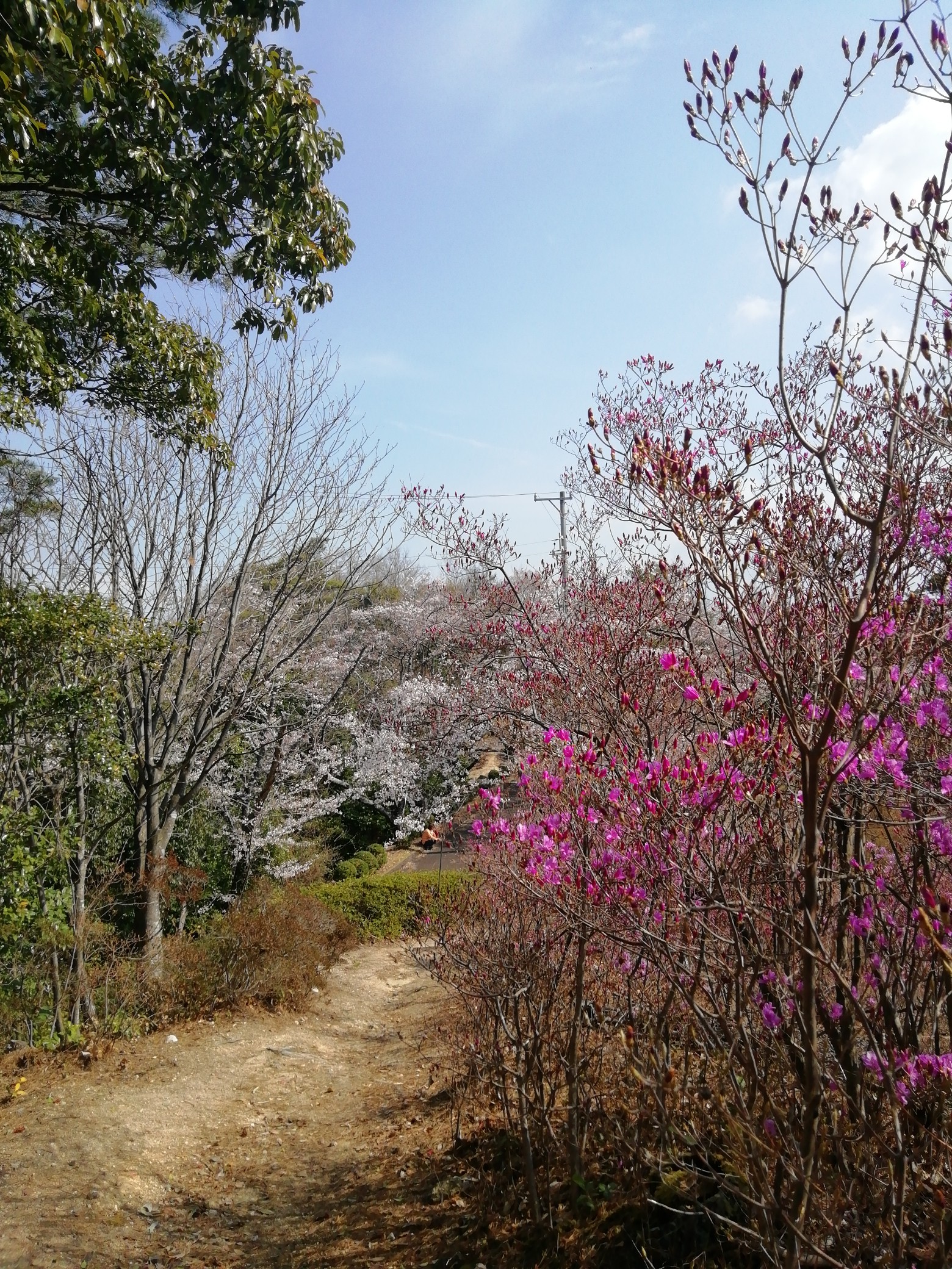 豊田市鞍ヶ池公園古瀬間御嶽山ウォーキング(鞍ヶ池山頂)ミツバツツジ 