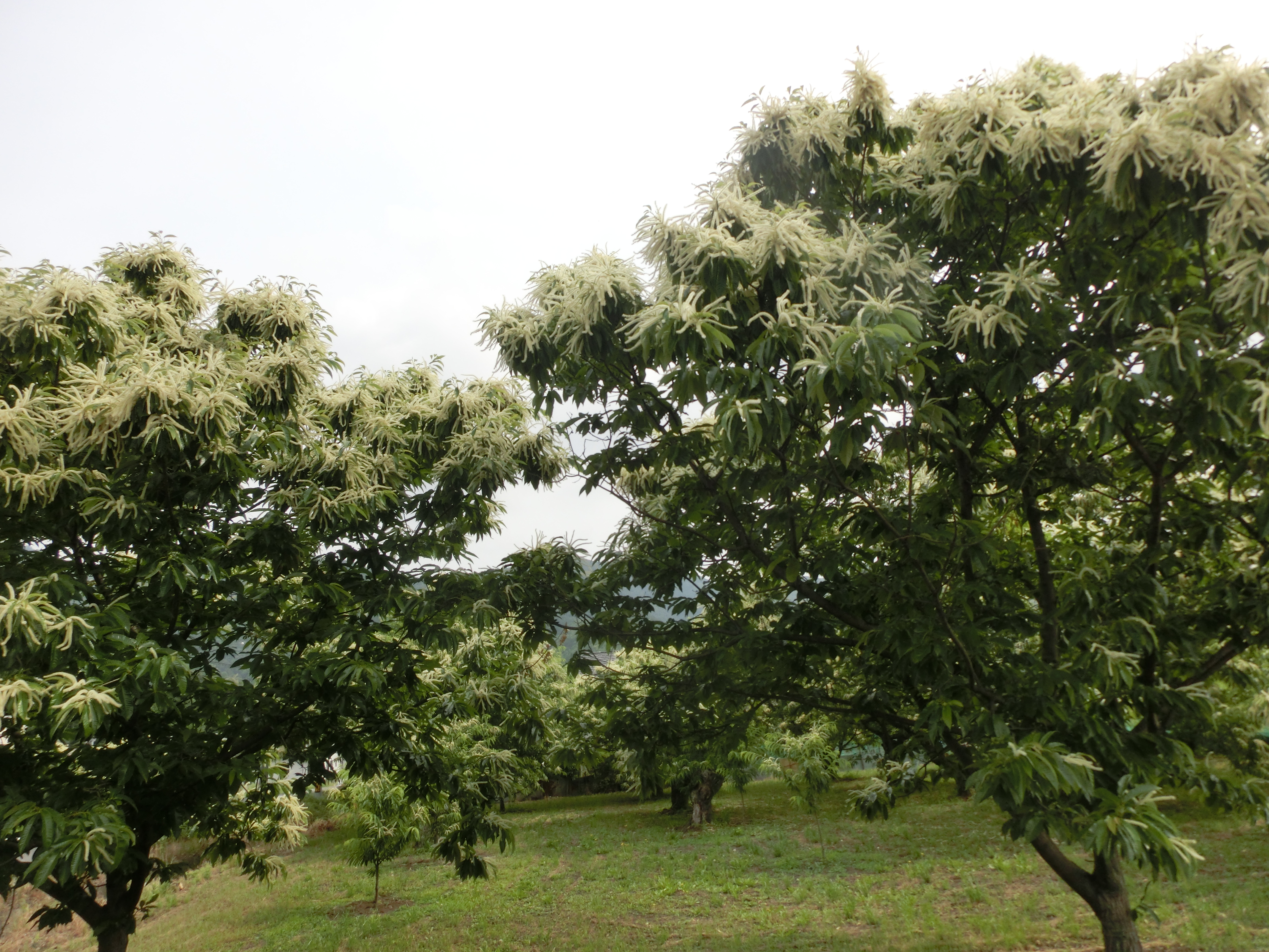 雁又山 Mooかめさんの大谷山 岐阜県 滝谷山 雁又山の活動日記 Yamap ヤマップ