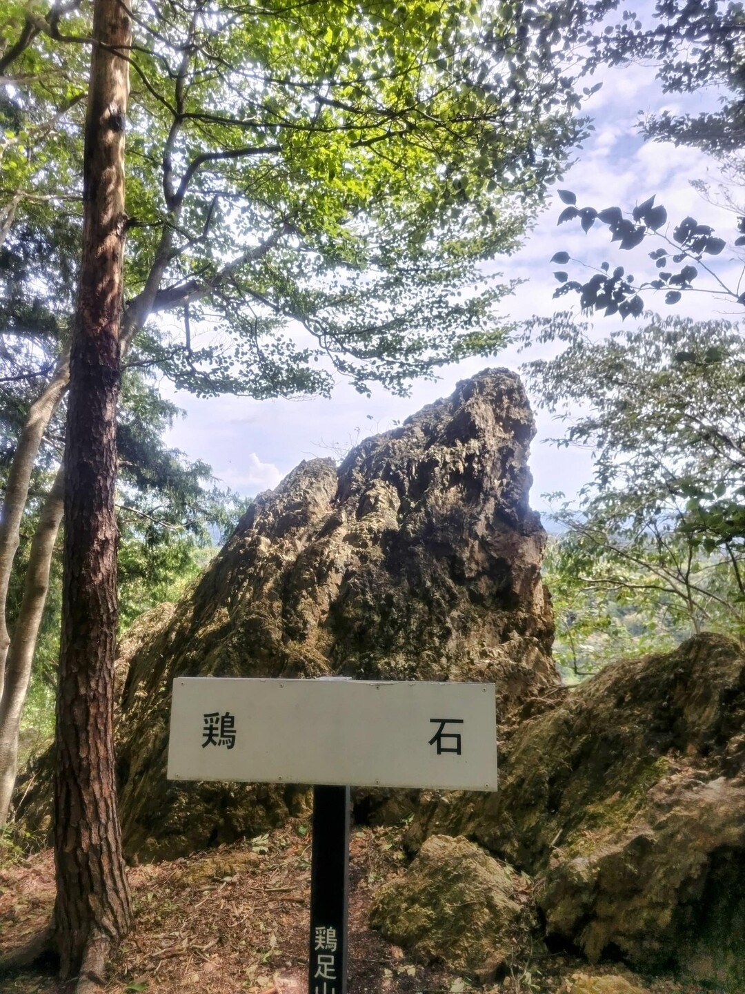鶏足山 ～鶏石からの道～ / showさんの焼森山・鶏足山の活動データ YAMAP / ヤマップ