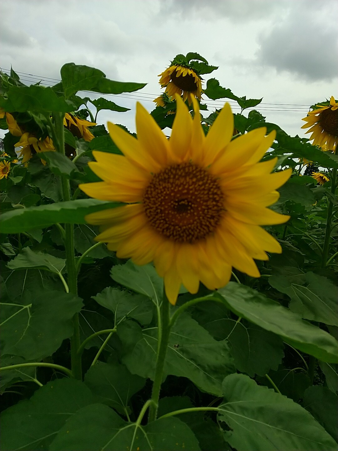 大館市のひまわり畑とリアルな案山子 墓 白猫さんのモーメント Yamap ヤマップ