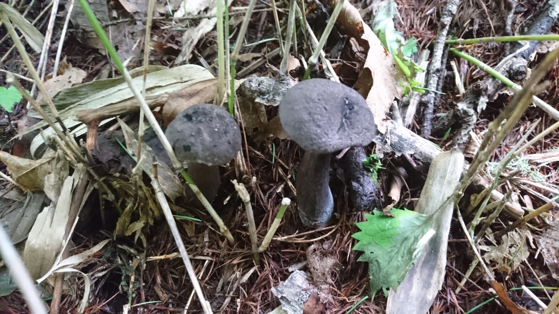 晴れそうで晴れない 隔靴掻痒の日向山 まっするさんの八ヶ岳 赤岳 硫黄岳 天狗岳 の活動日記 Yamap ヤマップ