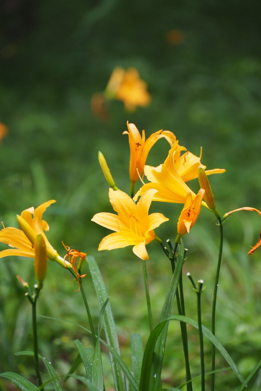 ムサシノキスゲを見に 府中浅間山 中山 前山 あっちゃんさんの調布市の活動データ Yamap ヤマップ
