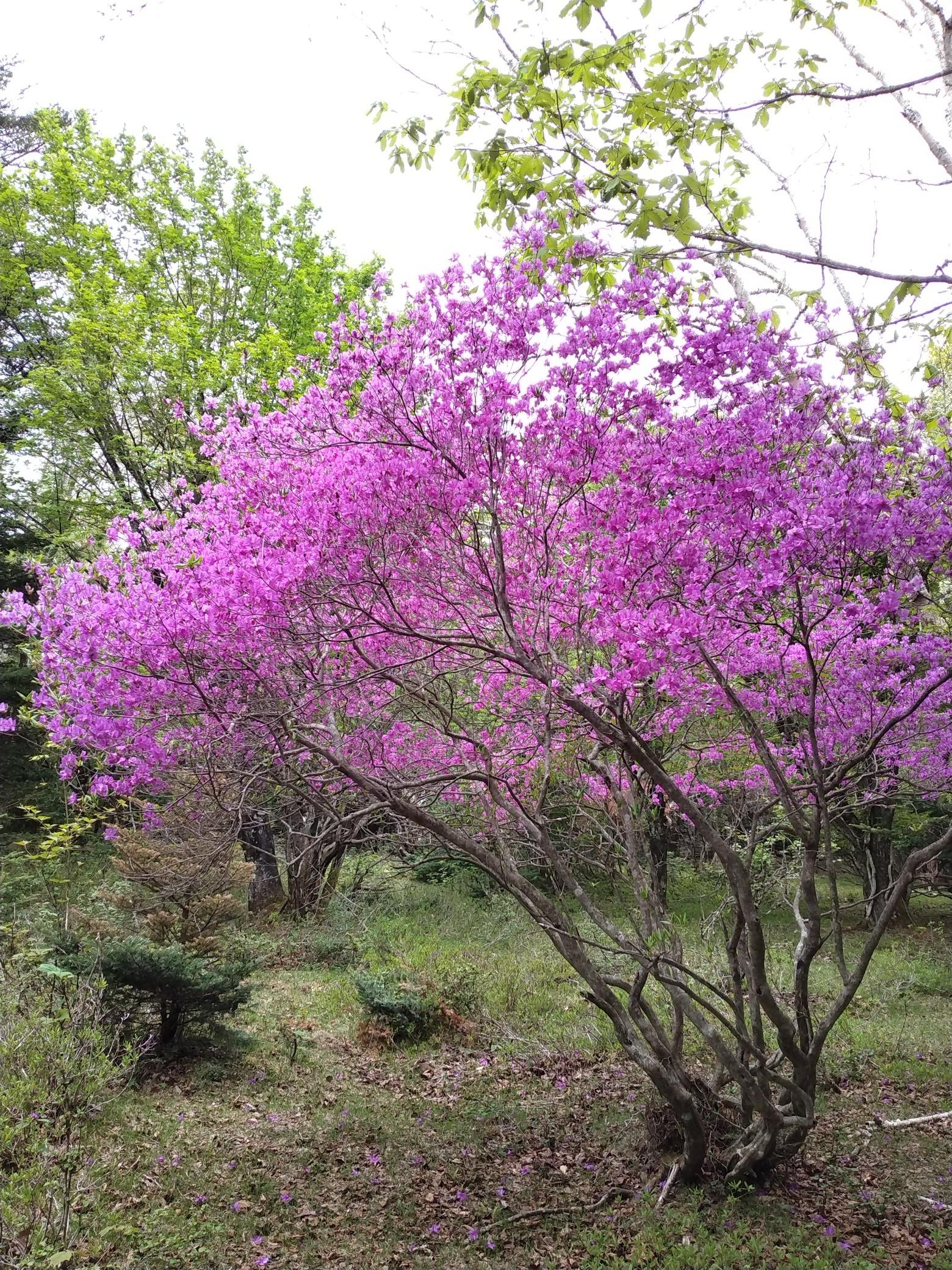 8 山採り ミツバツツジ 清流。山採りミツバツツジ。 清流の如く。山